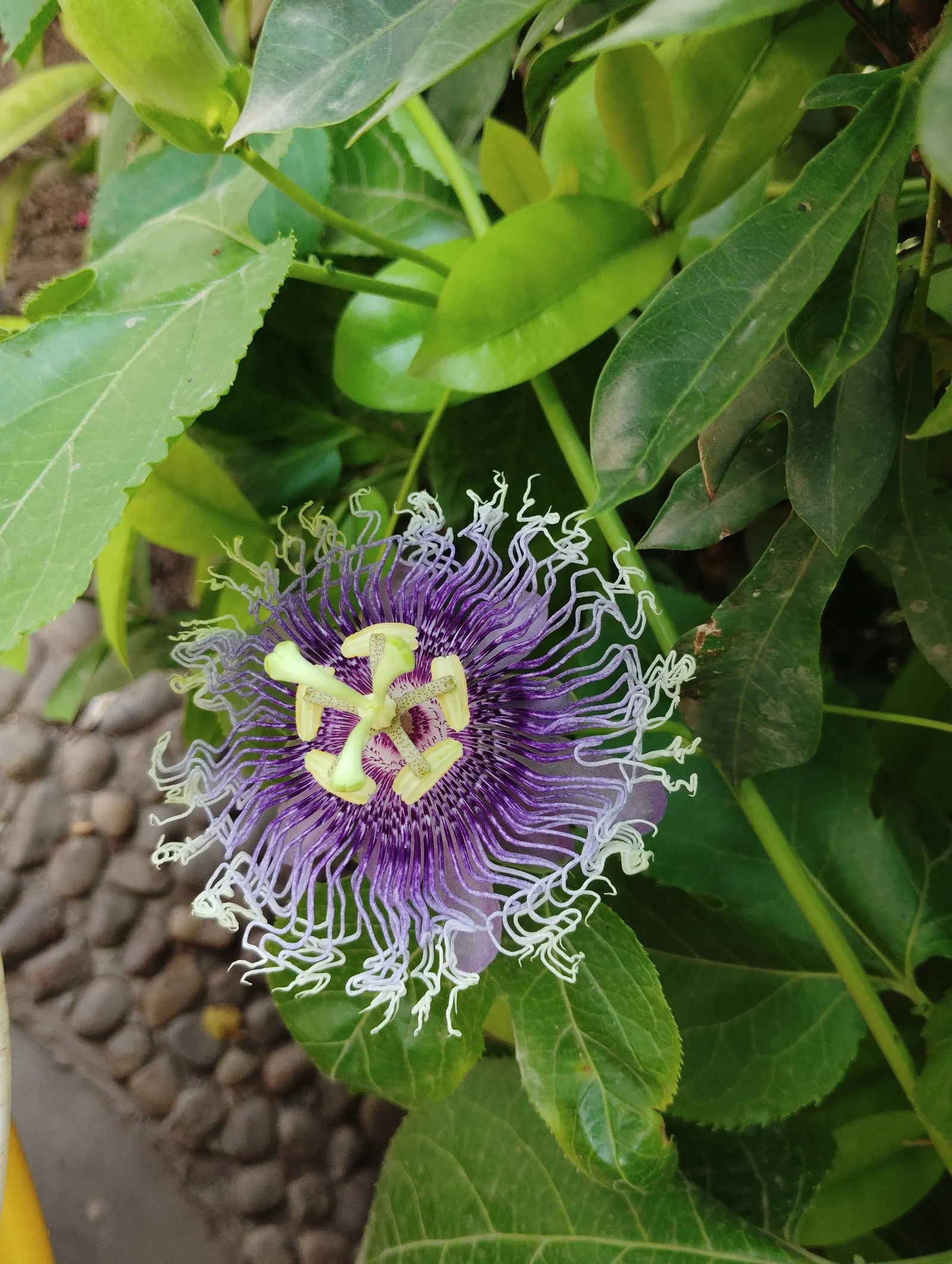 Passion Fruit (Passiflora Edulis) — dark green leaves span 3 to 8 inches; multi-colored and purple flowers in the garden