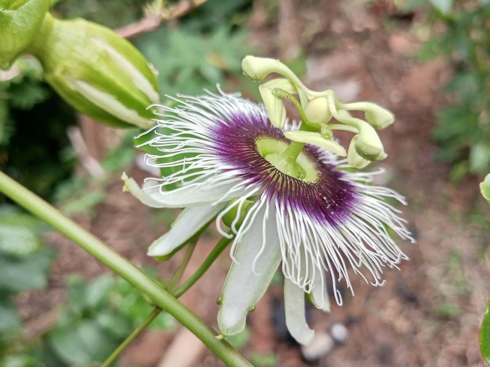 Passion Fruit (Passiflora Edulis) — This perennial prefers a sunny spot with well-drained soil and reaches up to 20 feet