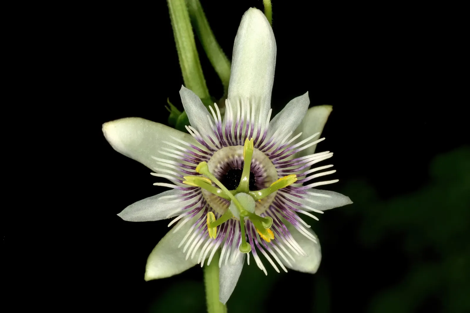 Passion Fruit (Passiflora Edulis) — perennial vine celebrated for its striking flowers and delicious fruit; vine for full, image 76