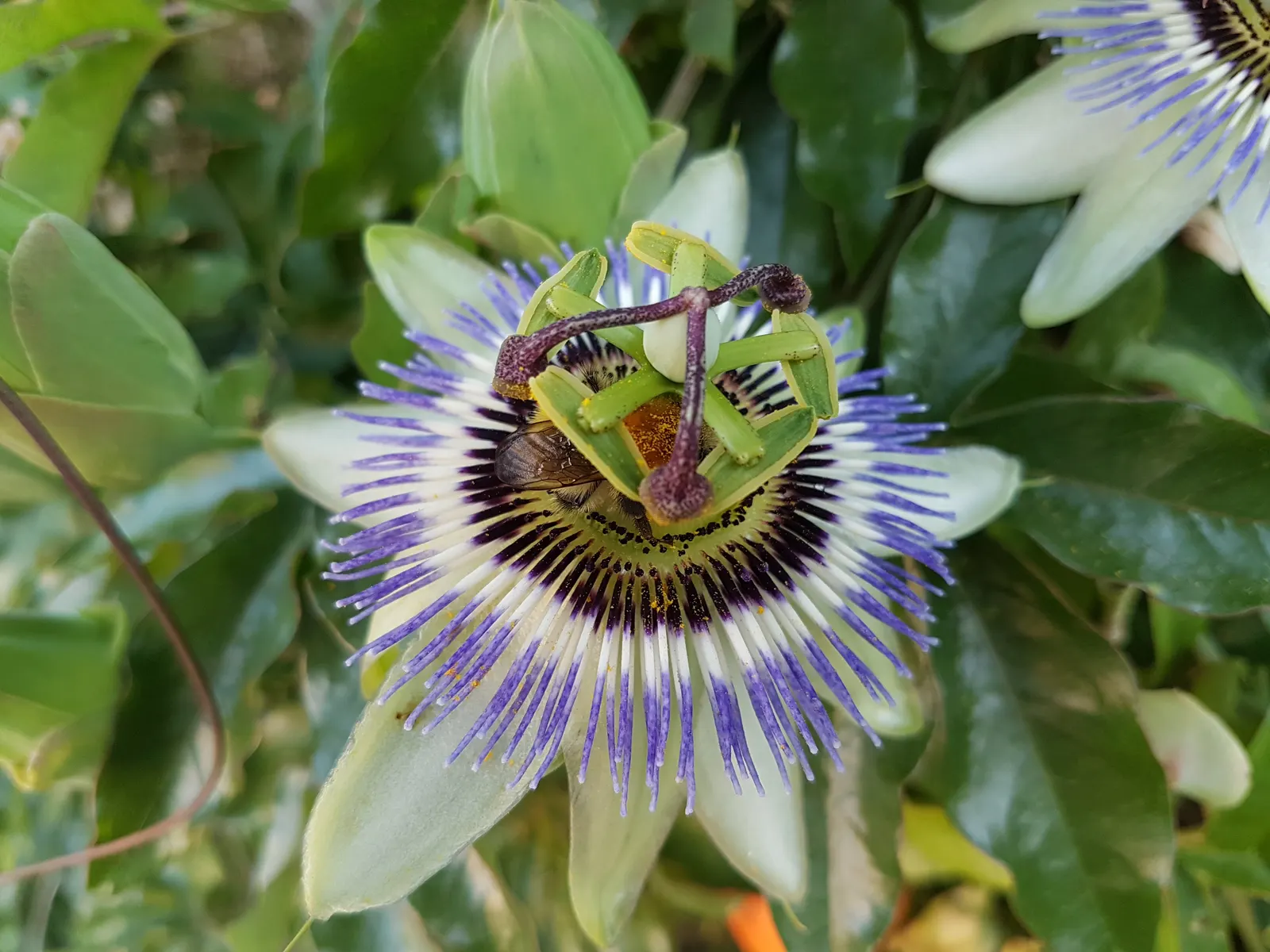 Passion Fruit (Passiflora Edulis) — This vigorous climber can swiftly cover fences