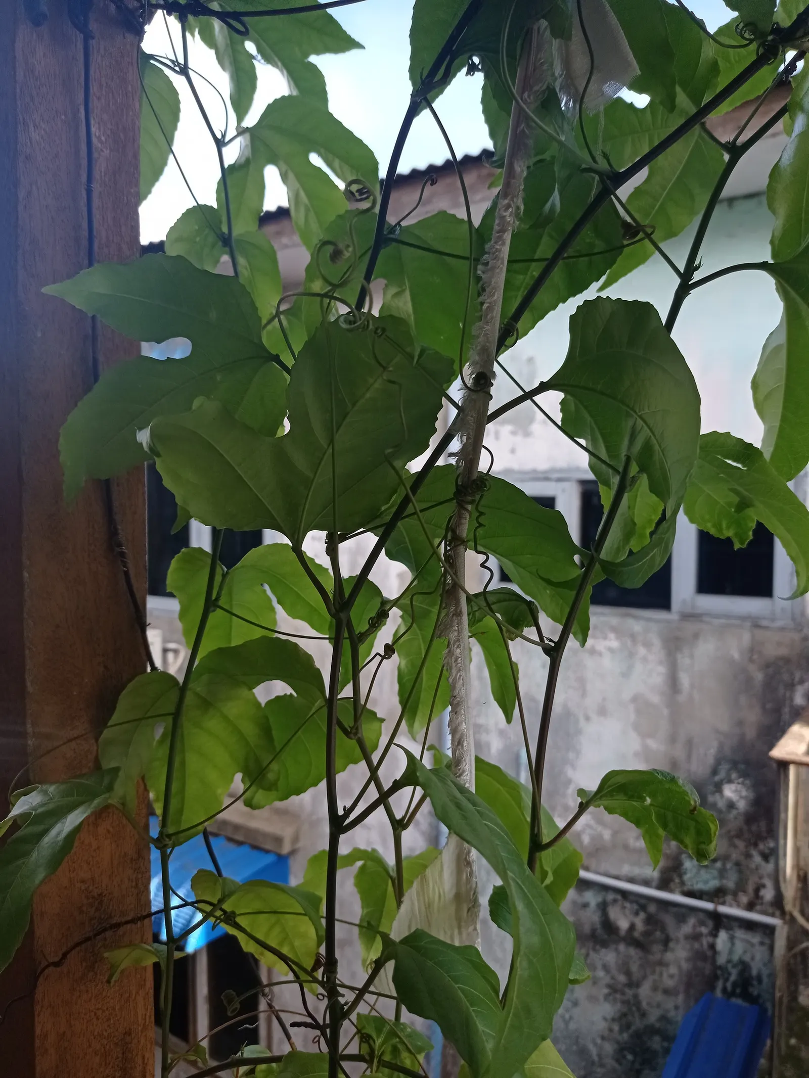Passion Fruit (Passiflora Edulis) — USDA zones 9-11 are ideal for growth; reaching a flexible spread of 15 to 20 feet