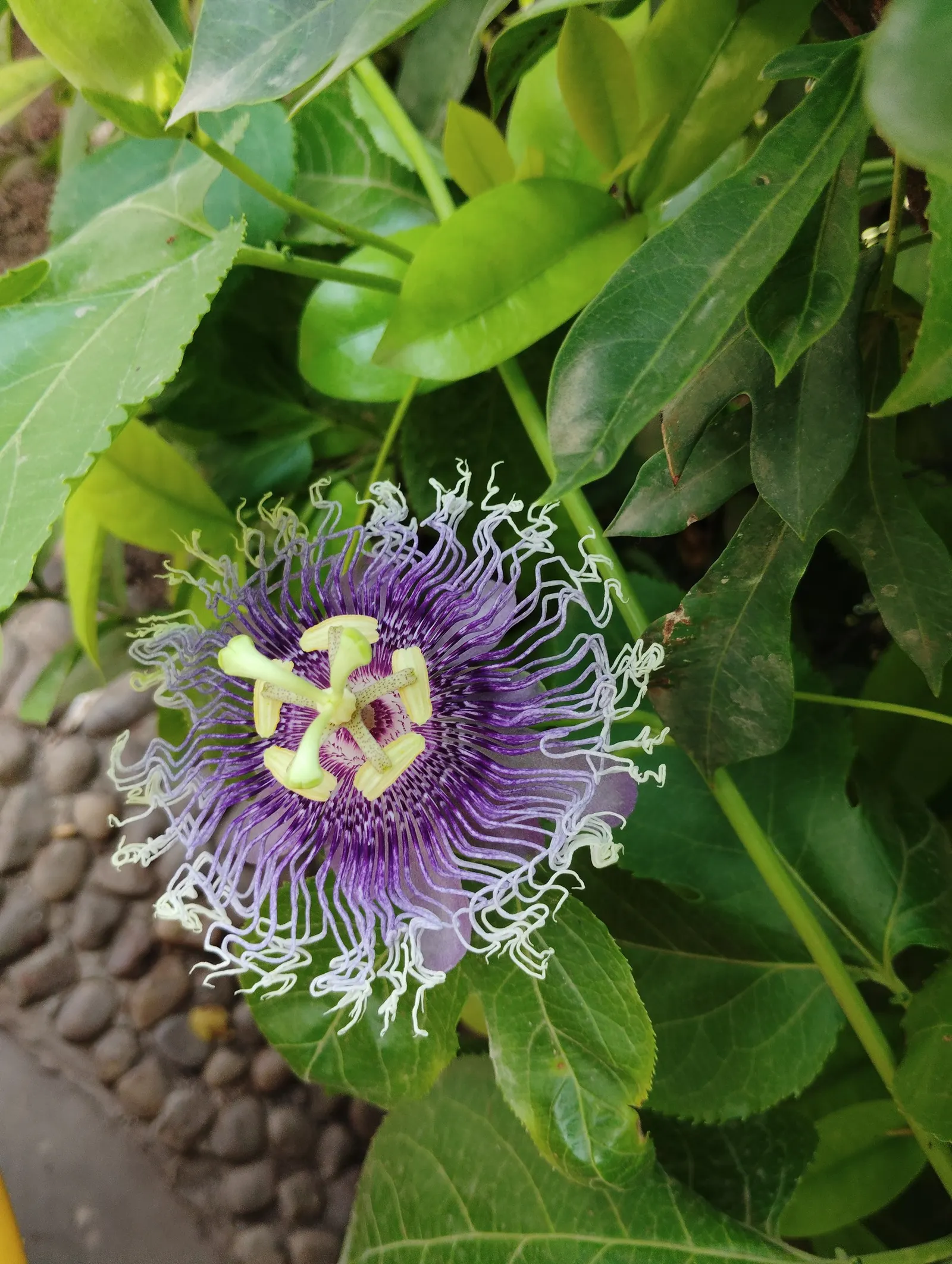 Passion Fruit (Passiflora Edulis) — reaching a flexible spread of 15 to 20 feet