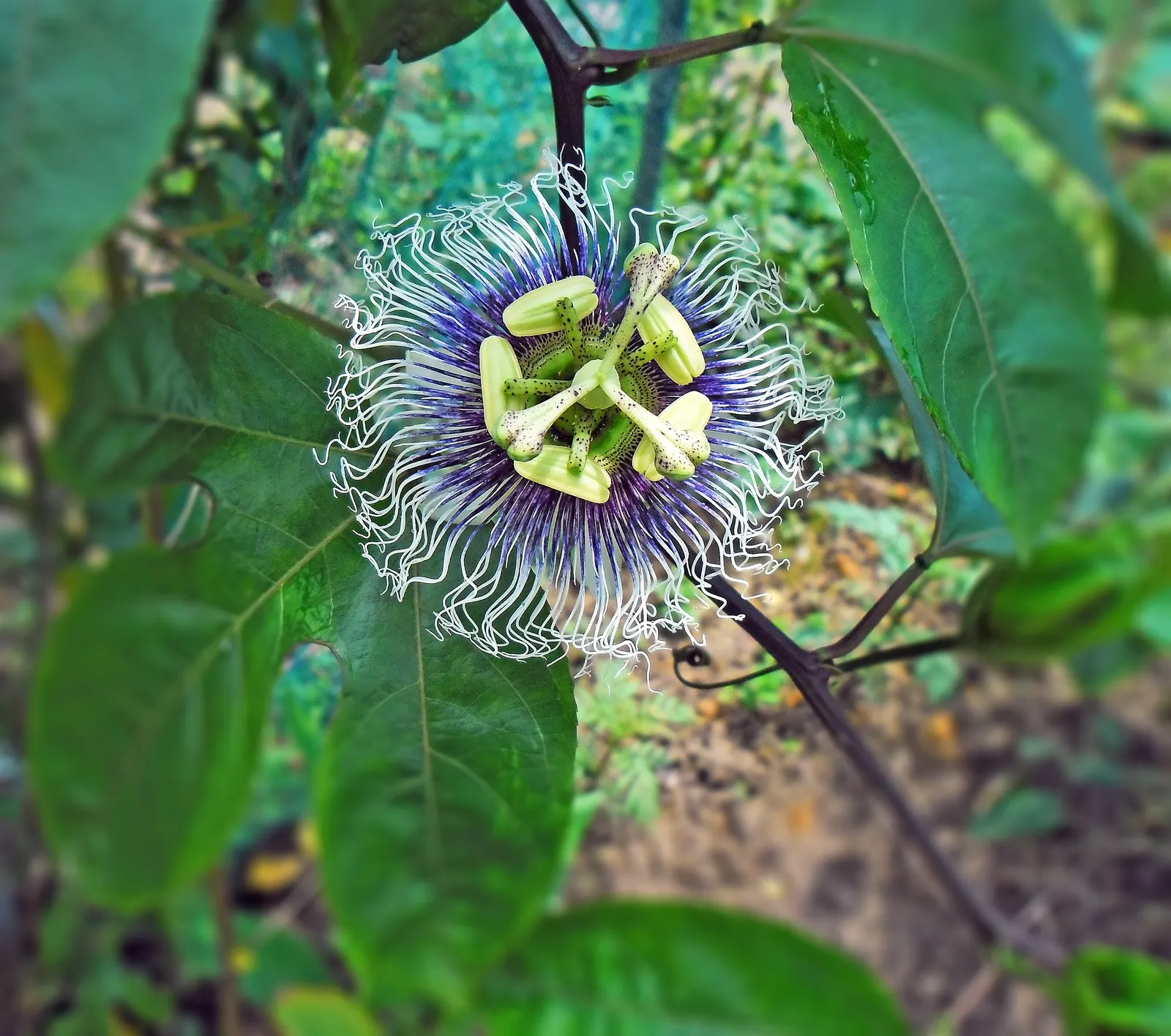 Passion Fruit (Passiflora Edulis) — multi-colored and purple flowers in the garden