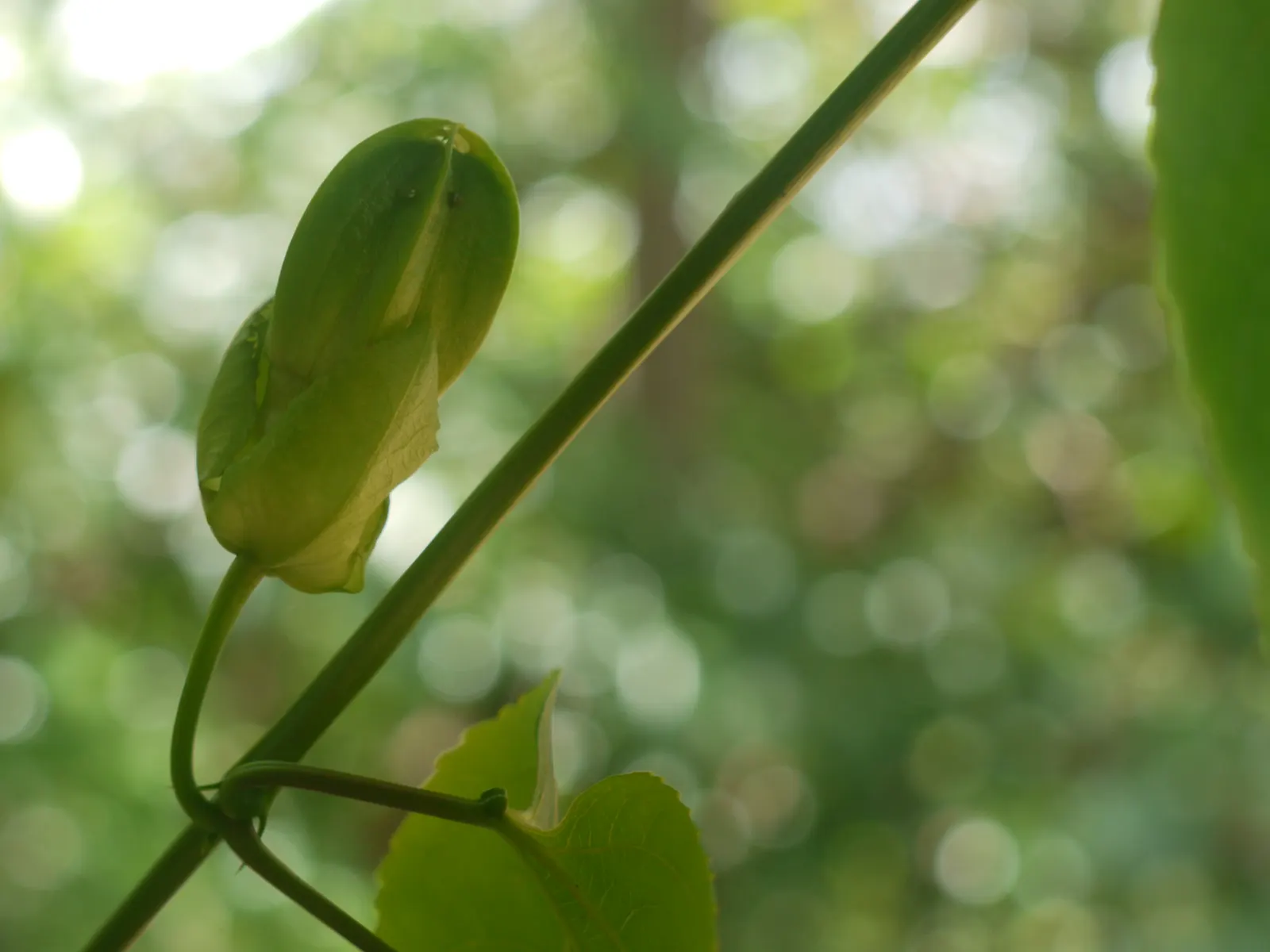Passion Fruit (Passiflora Edulis) — is a vigorous vine famed for its aromatic round fruits; it requires a sturdy trellis for support and can, image 47