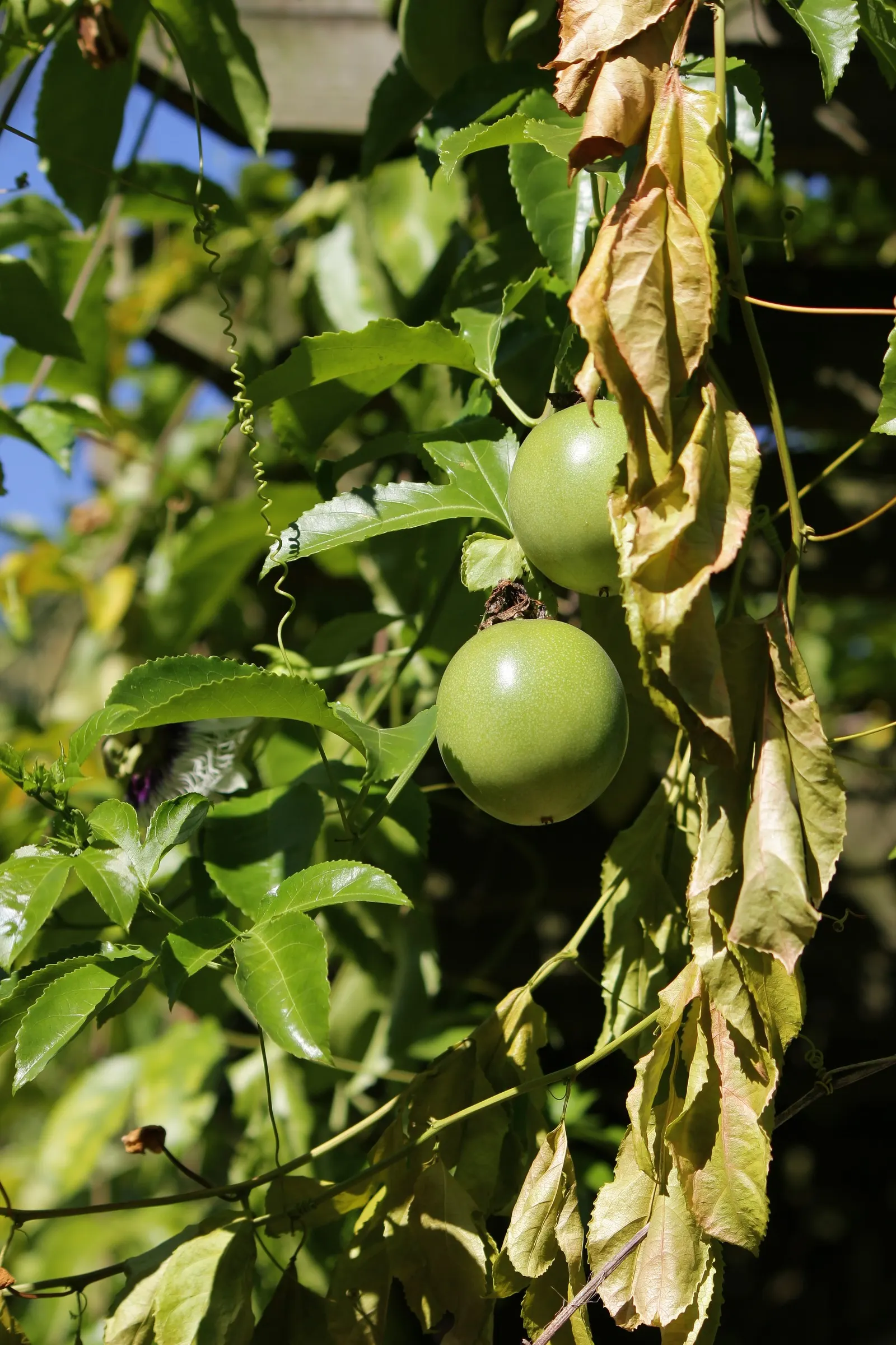 Passion Fruit (Passiflora Edulis) — multi-colored and purple flowers in the garden; commonly known as the Passion Fruit, image 90