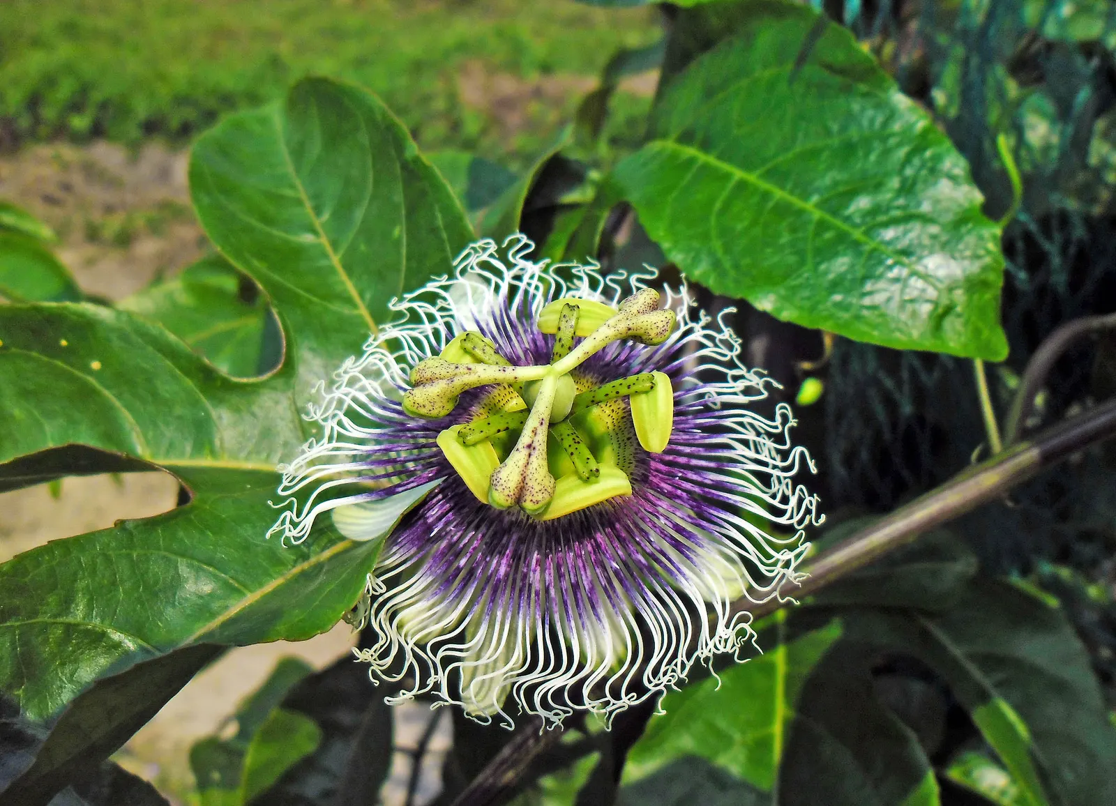 Passion Fruit (Passiflora Edulis) — multi-colored and purple flowers in the garden; commonly known as the Passion Fruit