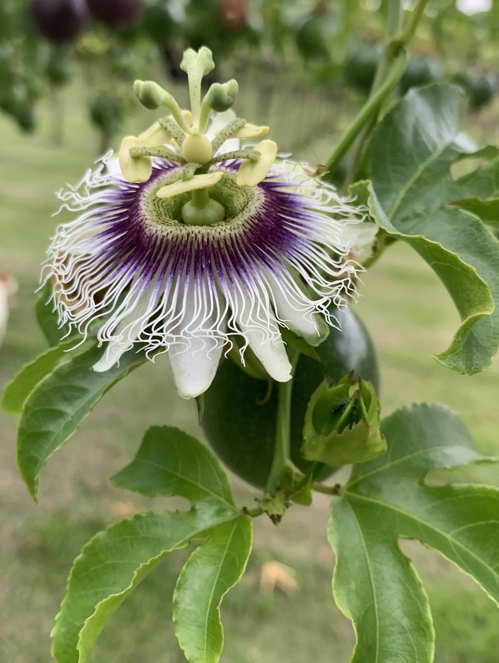 Passion Fruit (Passiflora Edulis) — This vigorous climber can swiftly cover fences; perennial vine celebrated for its striking flowers and delicious fruit