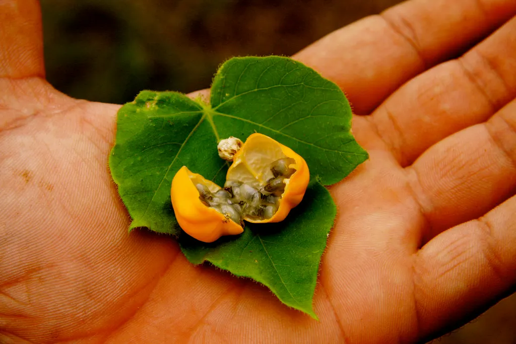 Passion Fruit (Passiflora Edulis) — vine for full
