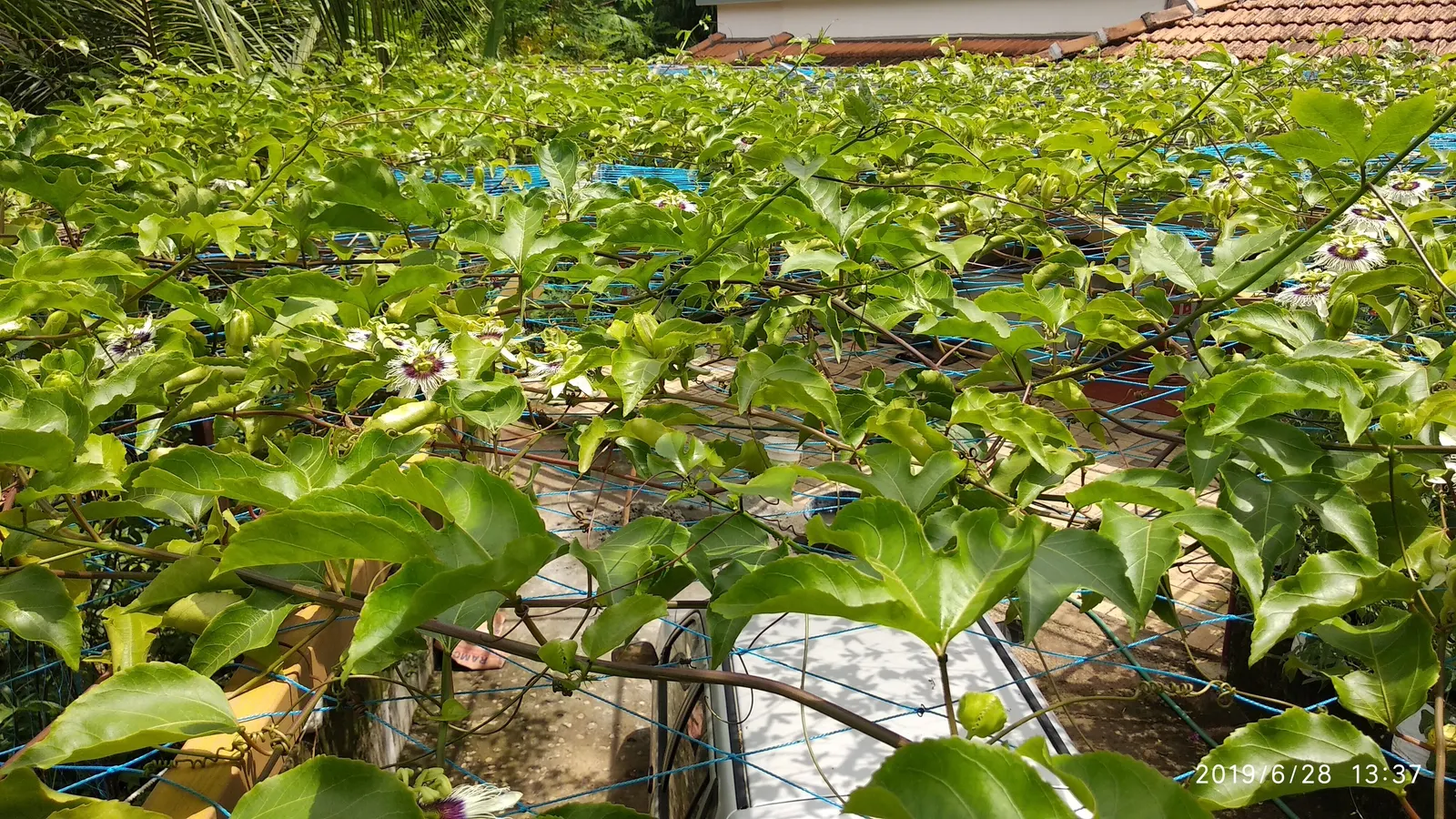 Passion Fruit (Passiflora Edulis) — This perennial prefers a sunny spot with well-drained soil and reaches up to 20 feet; the fruits turn from green to deep