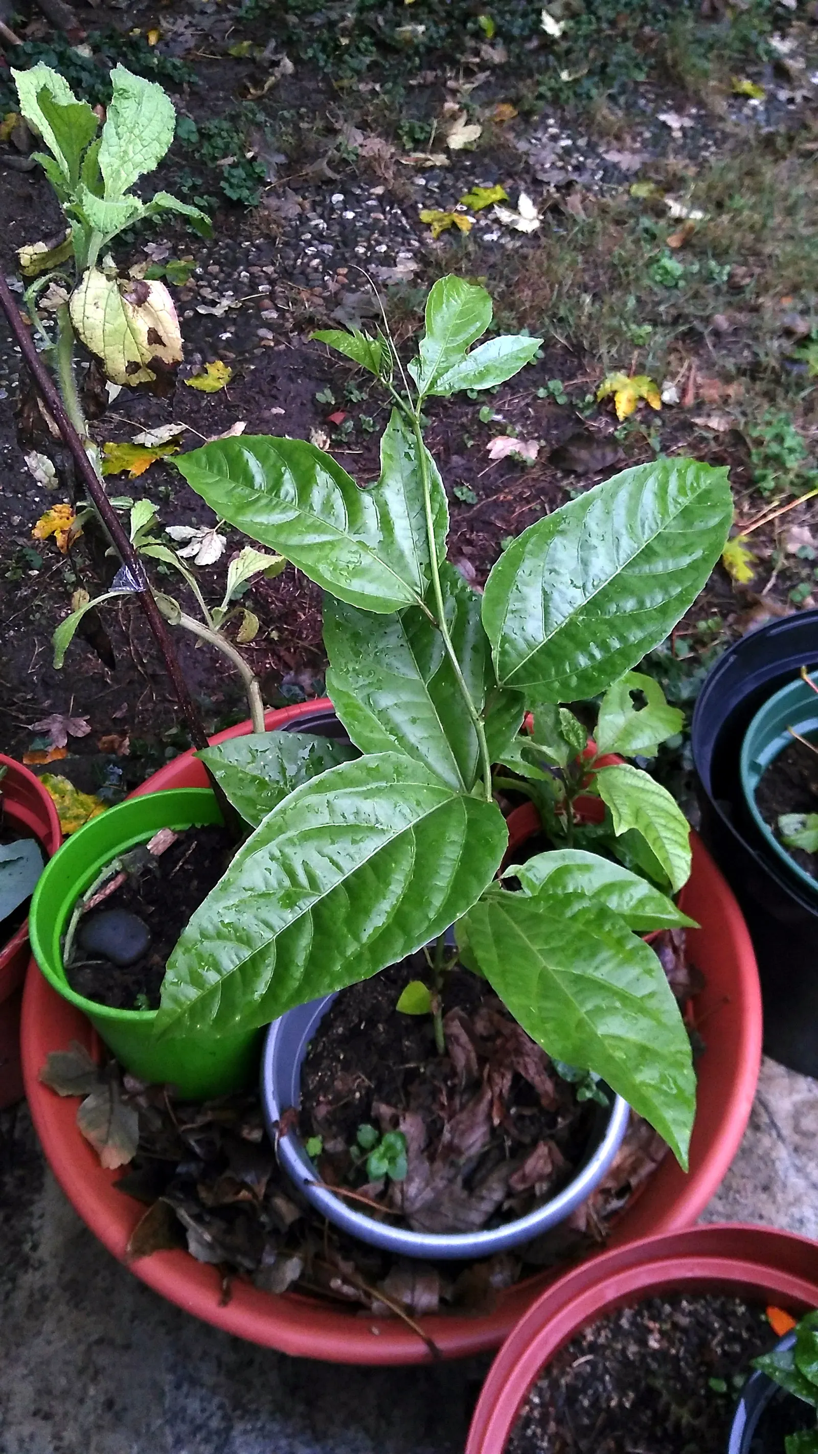 Passion Fruit (Passiflora Edulis) — reaching a flexible spread of 15 to 20 feet; passion Fruit thrives in full sun to partial shade, image 78