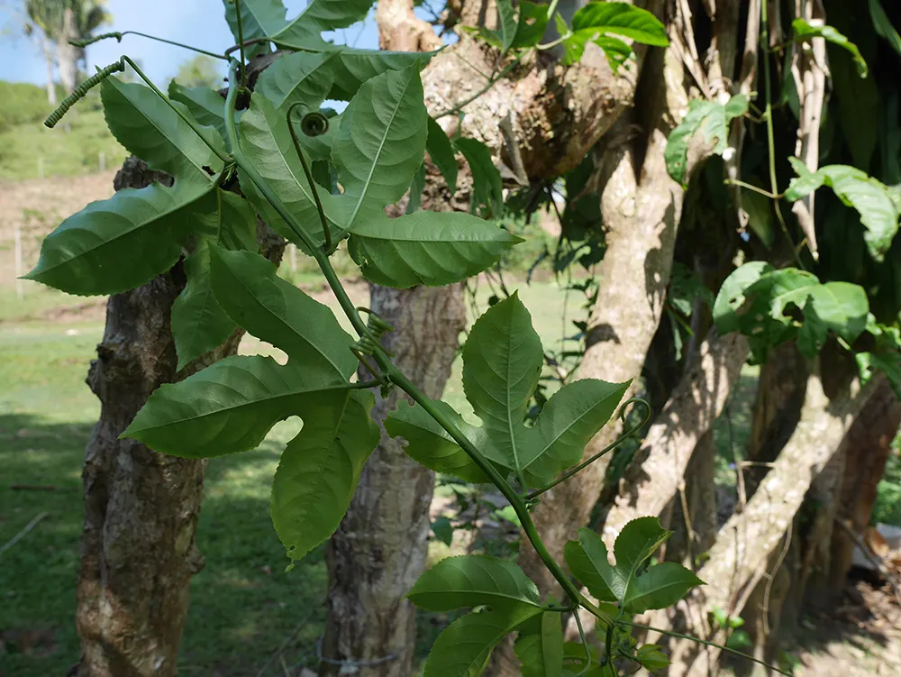 Passion Fruit (Passiflora Edulis) — commonly known as the Passion Fruit; the plant requires regular watering to establish, but once mature, it becomes more