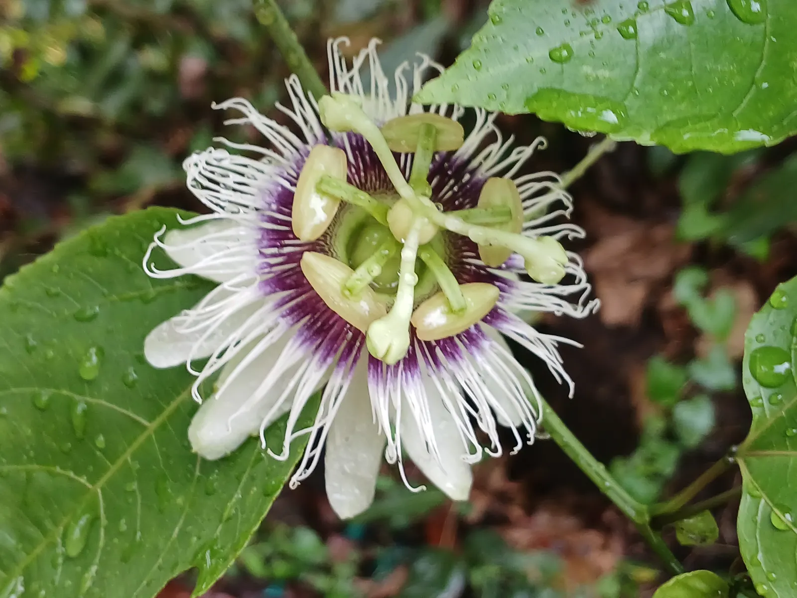 Passion Fruit (Passiflora Edulis) — preferring well-drained soil; dark green leaves span 3 to 8 inches, image 84