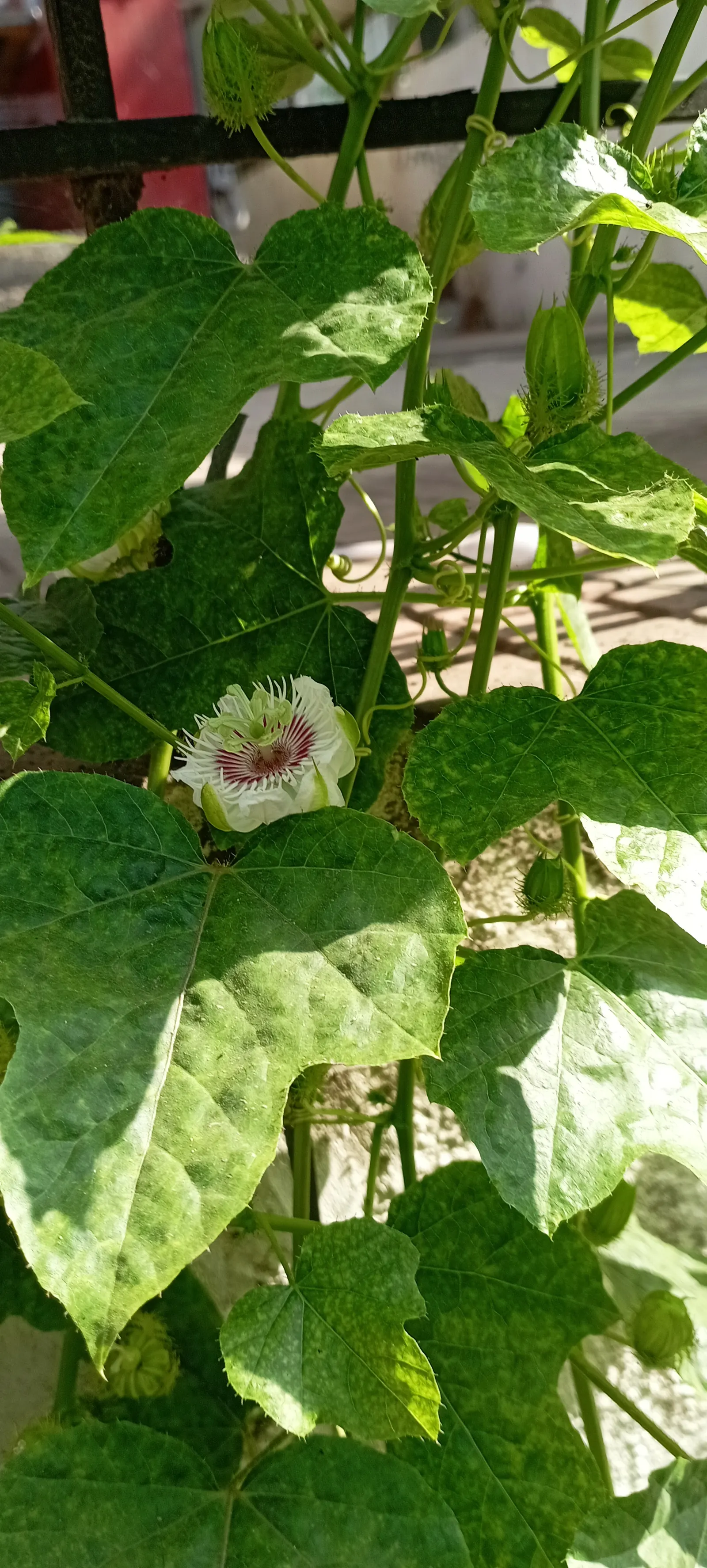 Passion Fruit (Passiflora Edulis) — Ranging from 1.5 to 3 inches in diameter; is a vigorous vine famed for its aromatic round fruits