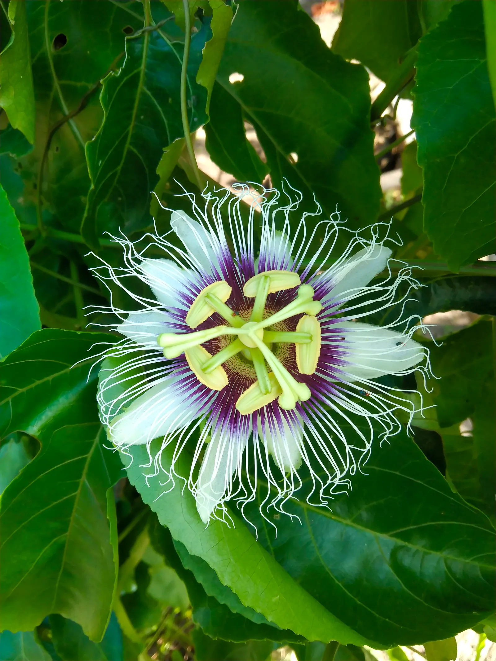 Passion Fruit (Passiflora Edulis) — reaching a flexible spread of 15 to 20 feet; passion Fruit thrives in full sun to partial shade, image 55