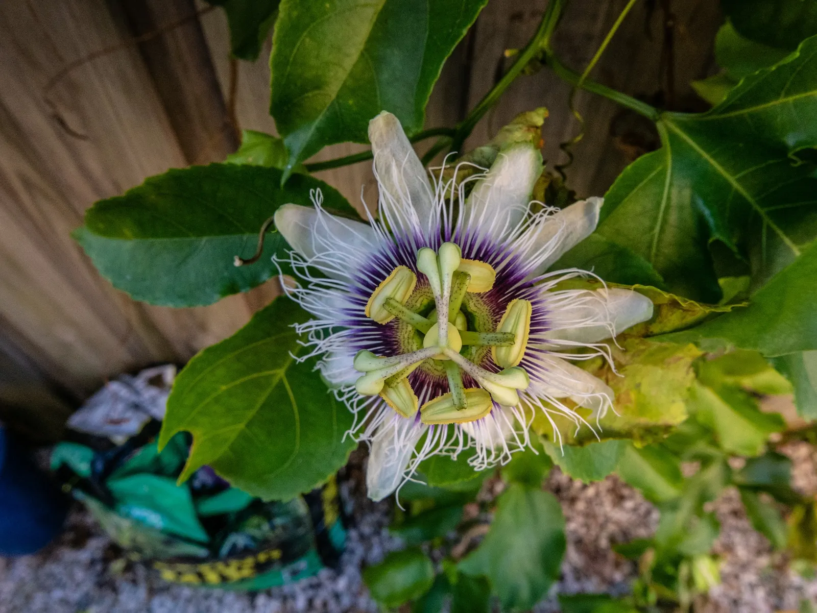 Passion Fruit (Passiflora Edulis) — commonly known as the Passion Fruit; the plant requires regular watering to establish, but once mature, it, image 52