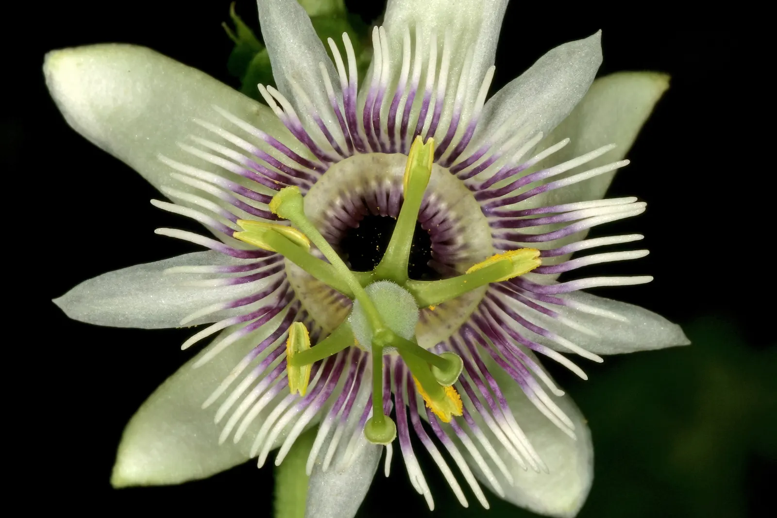 Passion Fruit (Passiflora Edulis) — perennial vine celebrated for its striking flowers and delicious fruit