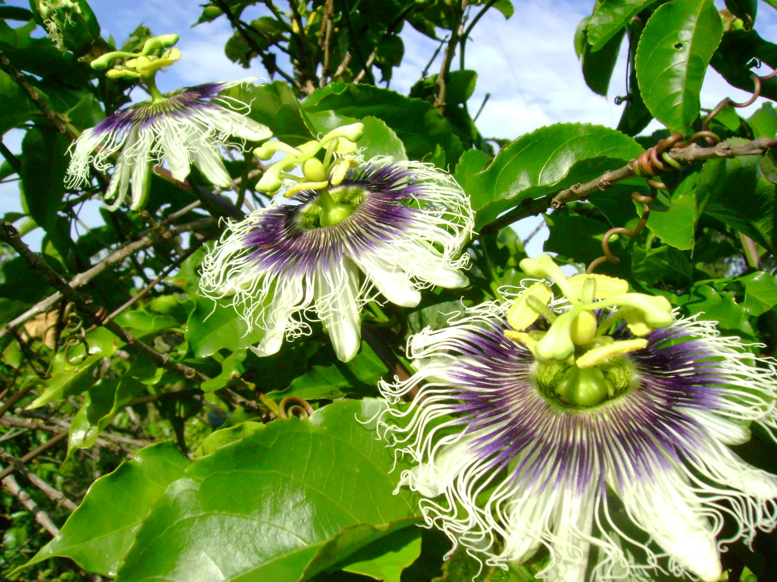 Passion Fruit (Passiflora Edulis) — reaching a flexible spread of 15 to 20 feet; passion Fruit thrives in full sun to partial shade