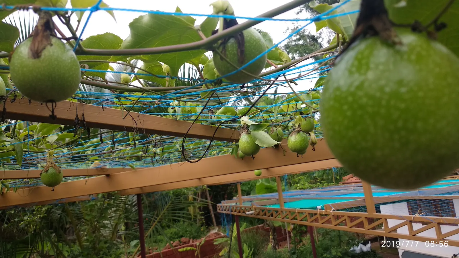 Passion Fruit (Passiflora Edulis) — This perennial prefers a sunny spot with well-drained soil and reaches up to 20 feet; the fruits turn from, image 72