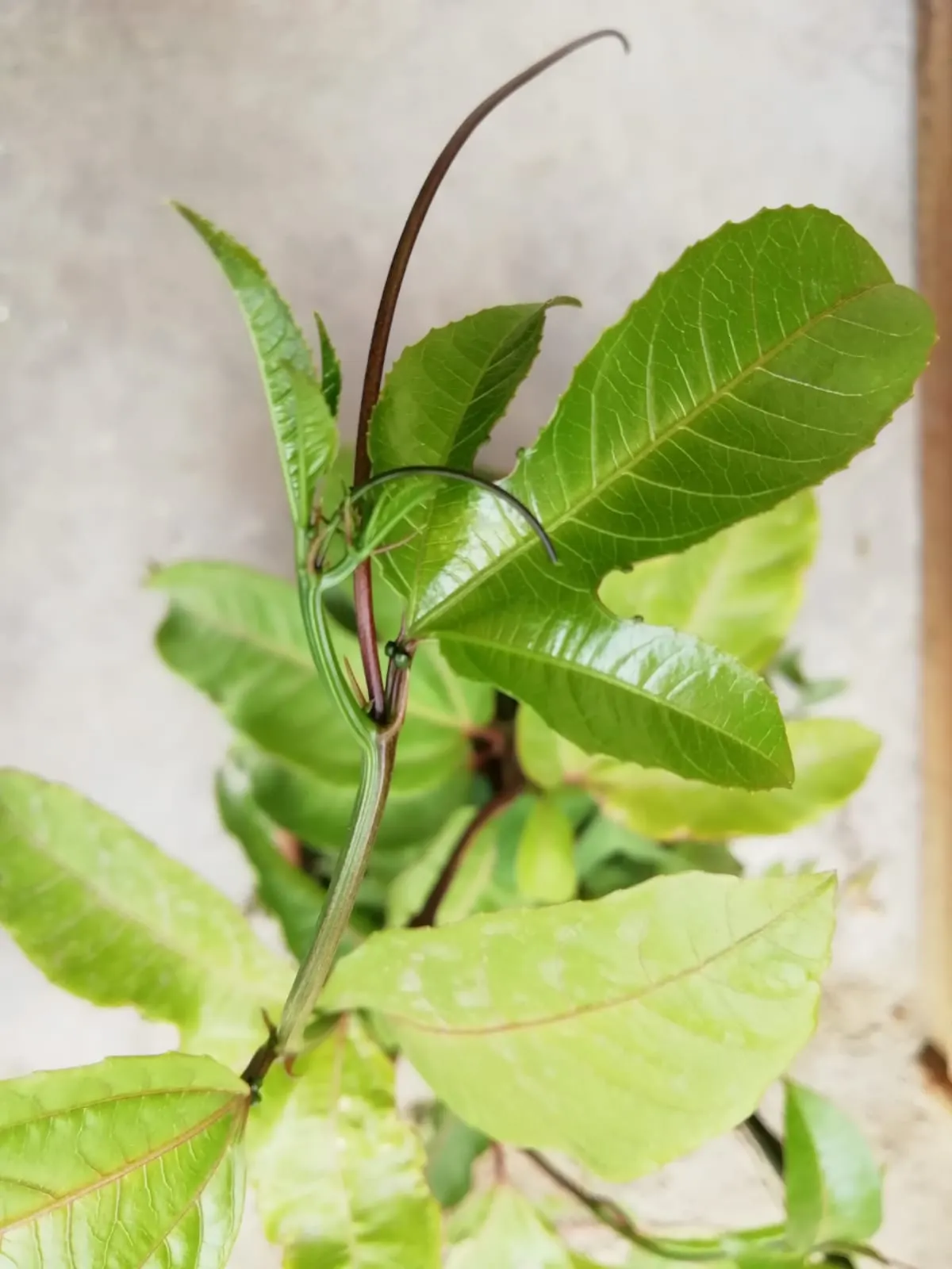 Passion Fruit (Passiflora Edulis) — generally weighing between 1 to 2 ounces