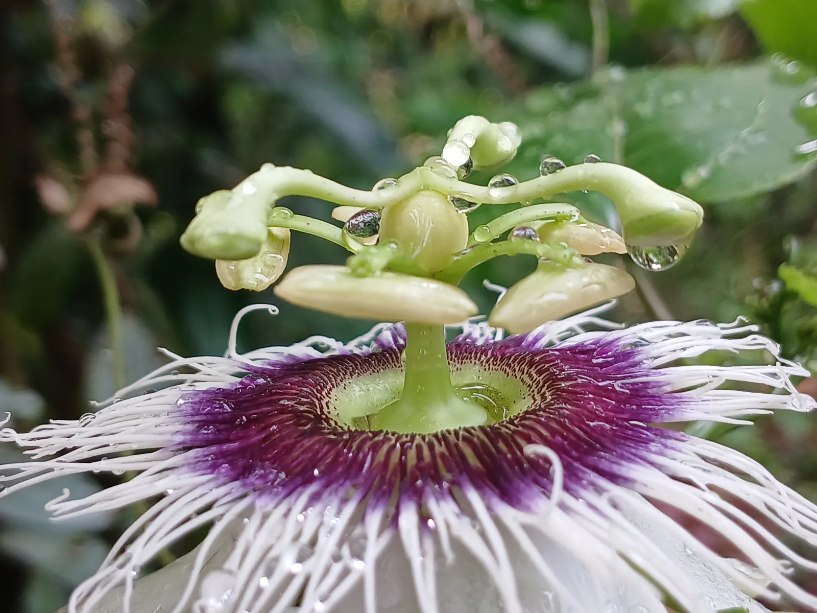 Passion Fruit (Passiflora Edulis) — feature a base color of white or pale green