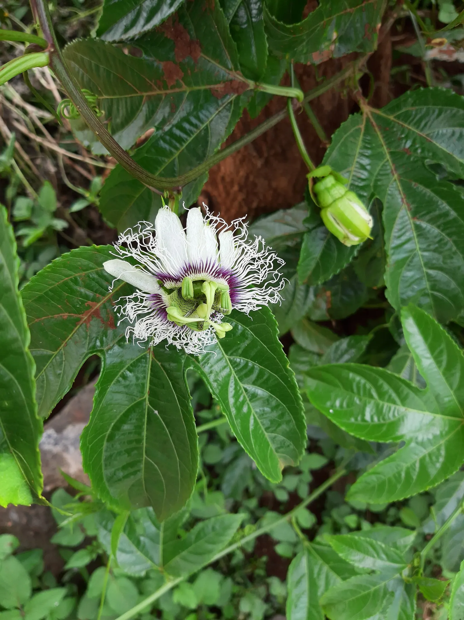 Passion Fruit (Passiflora Edulis) — preferring well-drained soil; dark green leaves span 3 to 8 inches