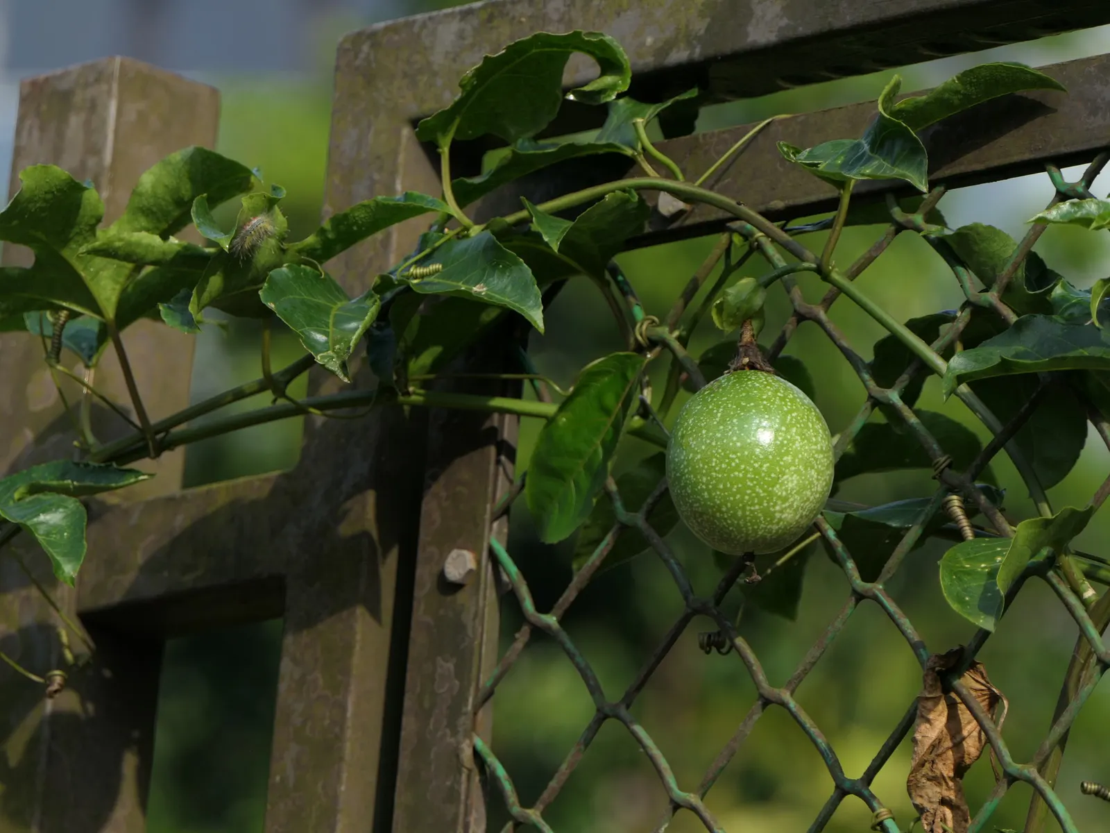 Passion Fruit (Passiflora Edulis) — generally weighing between 1 to 2 ounces; preferring well-drained soil