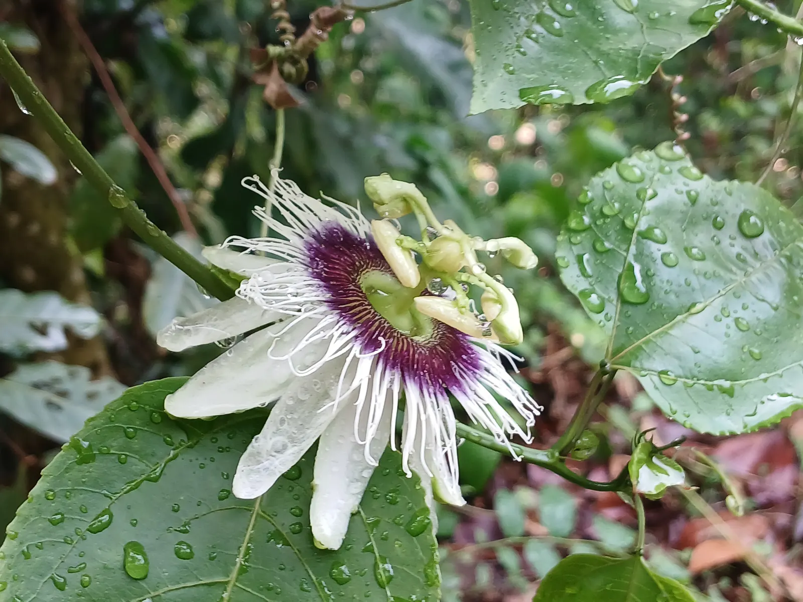Passion Fruit (Passiflora Edulis) — the fruits turn from green to deep purple or yellow when ripe
