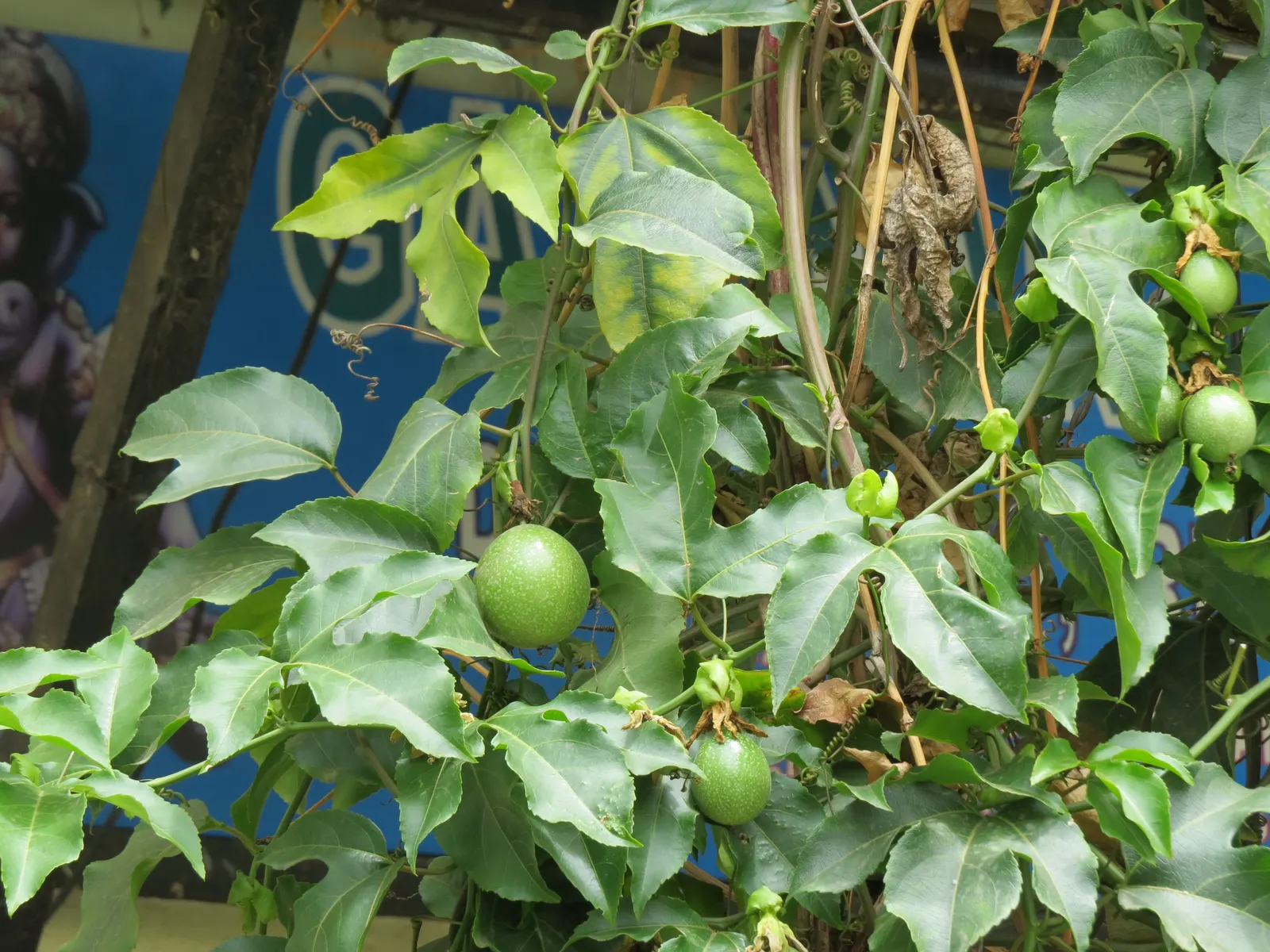 Passion Fruit (Passiflora Edulis) — serving as a lush backdrop for the complex; uSDA zones 9-11 are ideal for growth, image 57