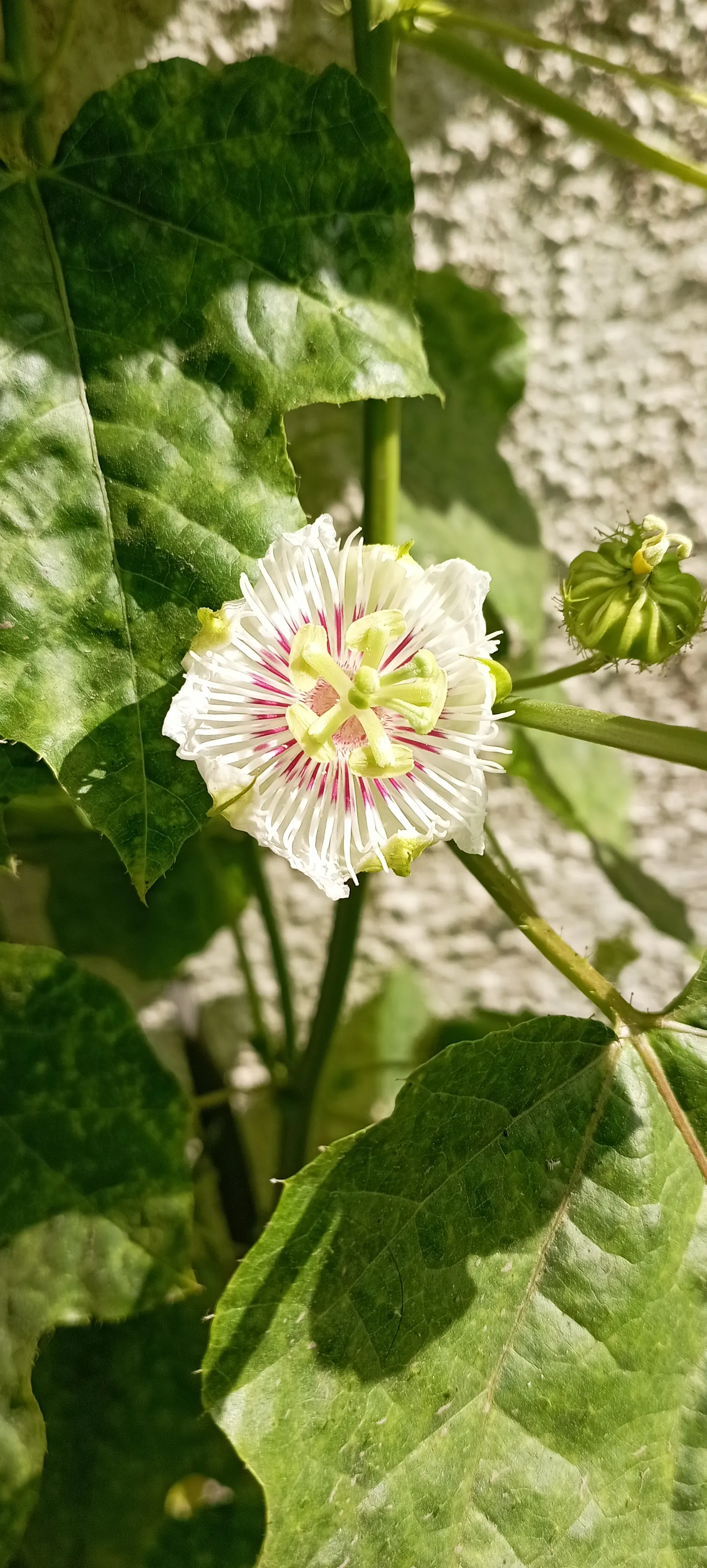 Passion Fruit (Passiflora Edulis) — perennial vine celebrated for its striking flowers and delicious fruit; vine for full