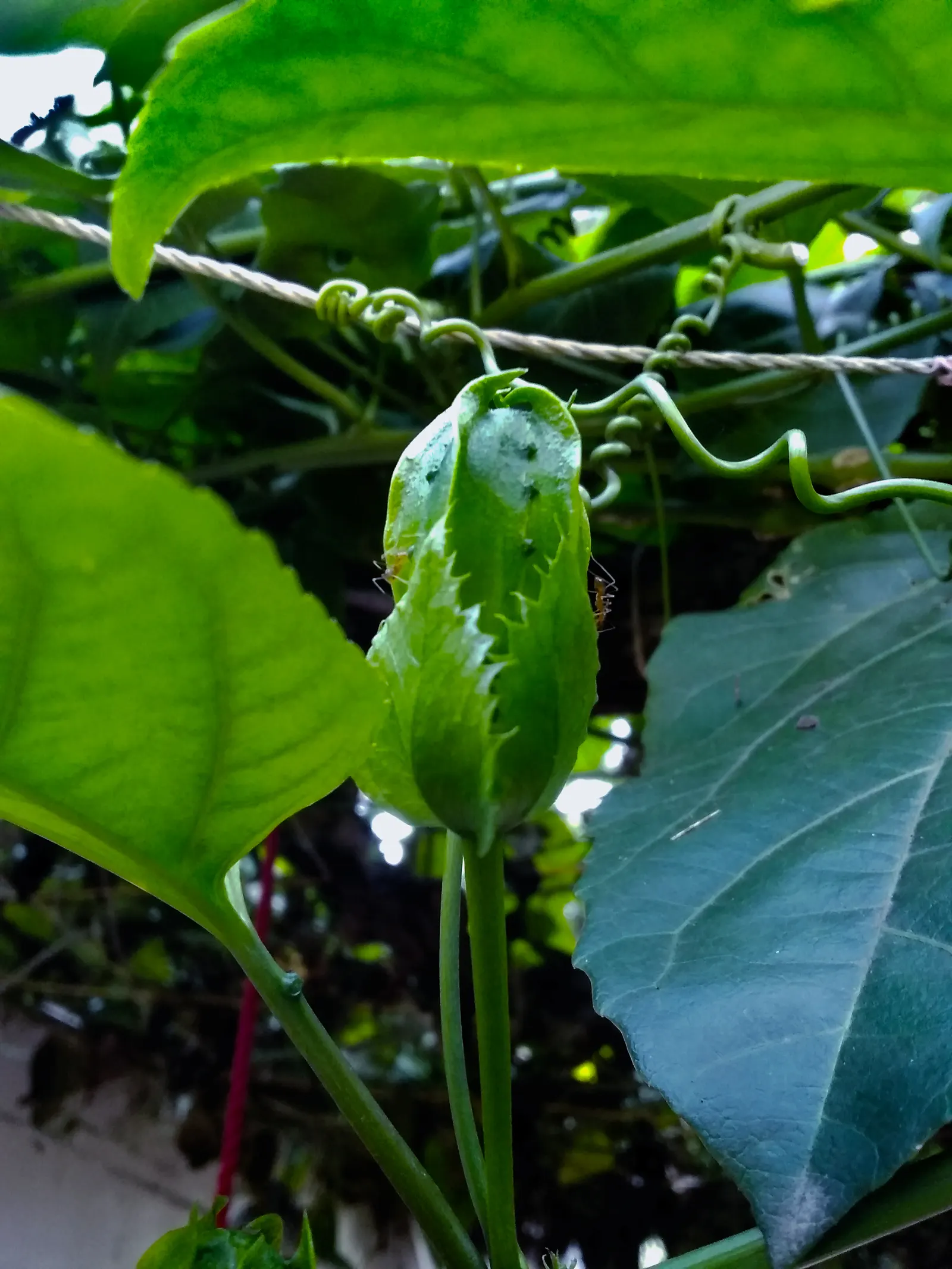 Passion Fruit (Passiflora Edulis) — generally weighing between 1 to 2 ounces; preferring well-drained soil, image 88