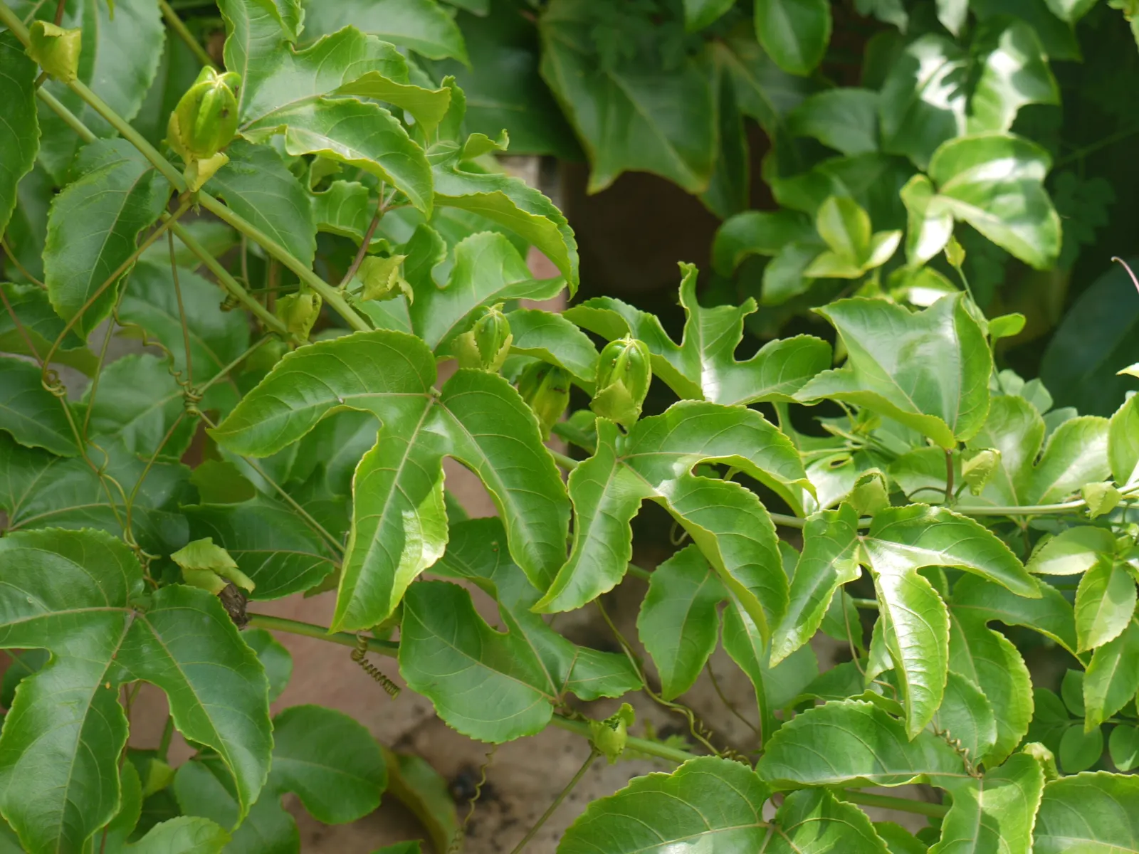 Passion Fruit (Passiflora Edulis) — It boasts intricate purple and white flowers, measuring up to 3 inches across; serving as a lush backdrop for, image 71