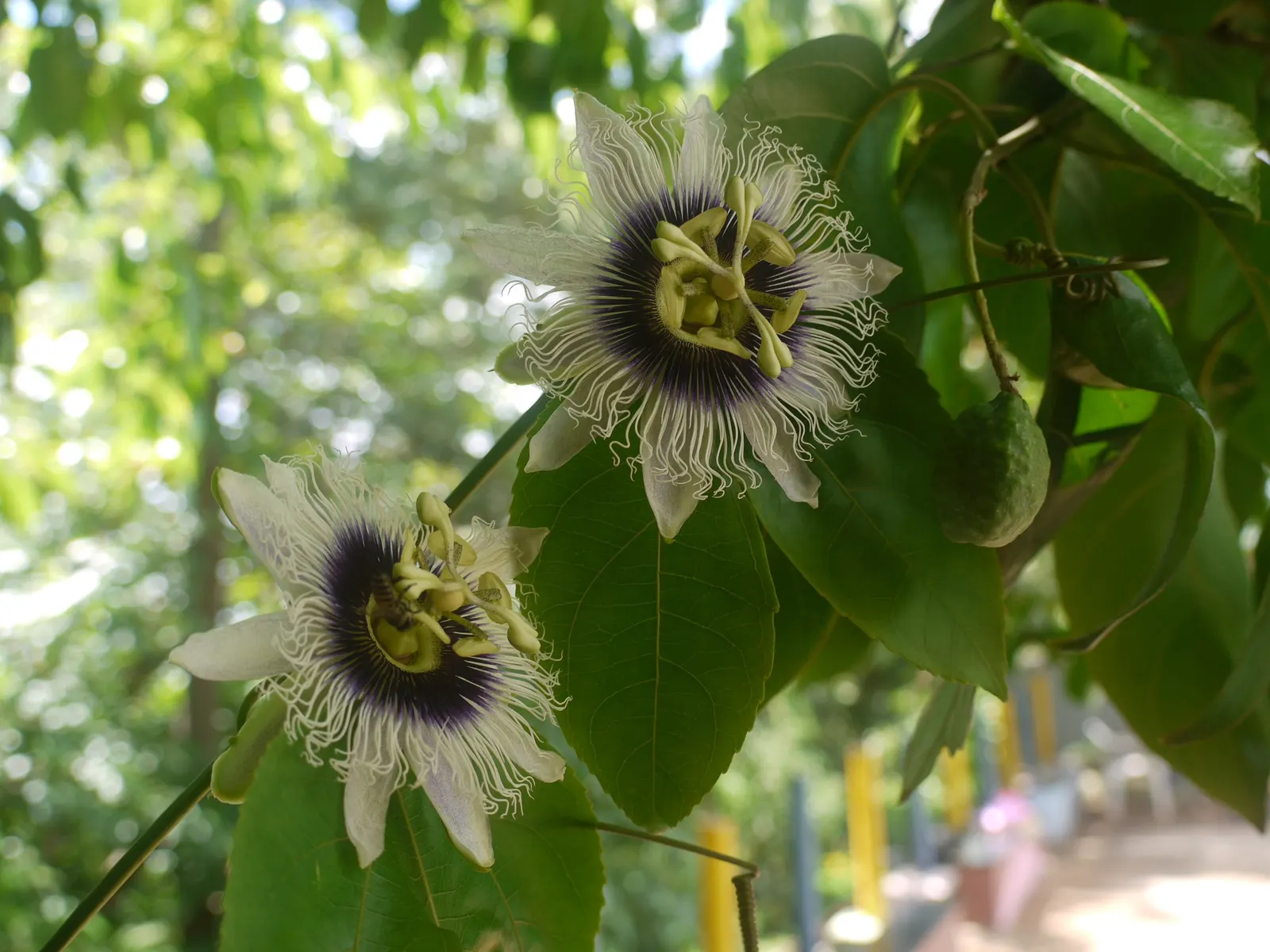 Passion Fruit (Passiflora Edulis) — feature a base color of white or pale green; generally weighing between 1 to 2 ounces, image 59
