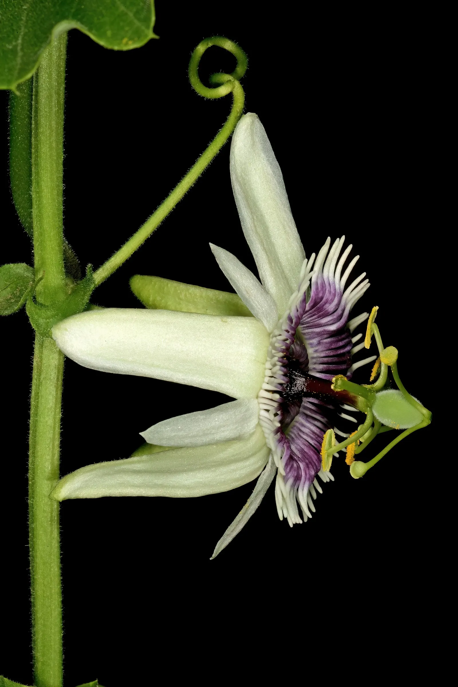 Passion Fruit (Passiflora Edulis) — Passion Fruit thrives in full sun to partial shade; this perennial prefers a sunny spot with well-drained soil, image 60