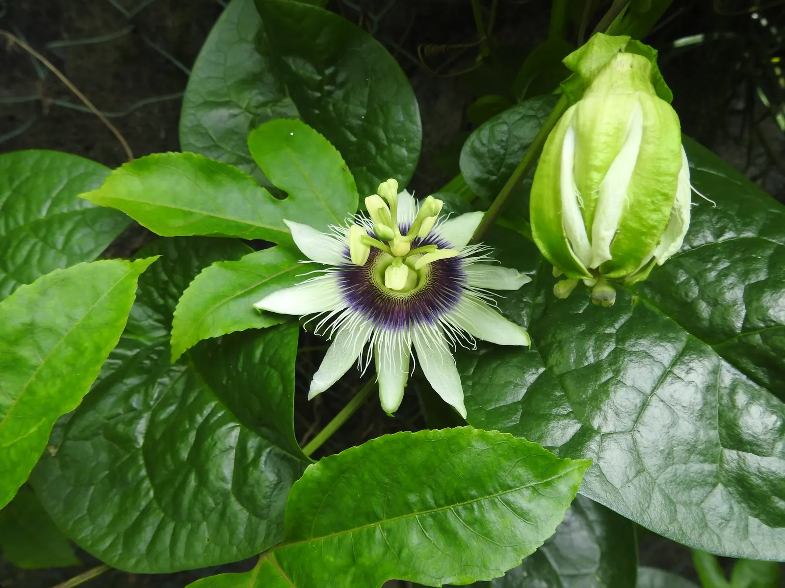 Passion Fruit (Passiflora Edulis) — This perennial prefers a sunny spot with well-drained soil and reaches up to 20 feet; the fruits turn from, image 95