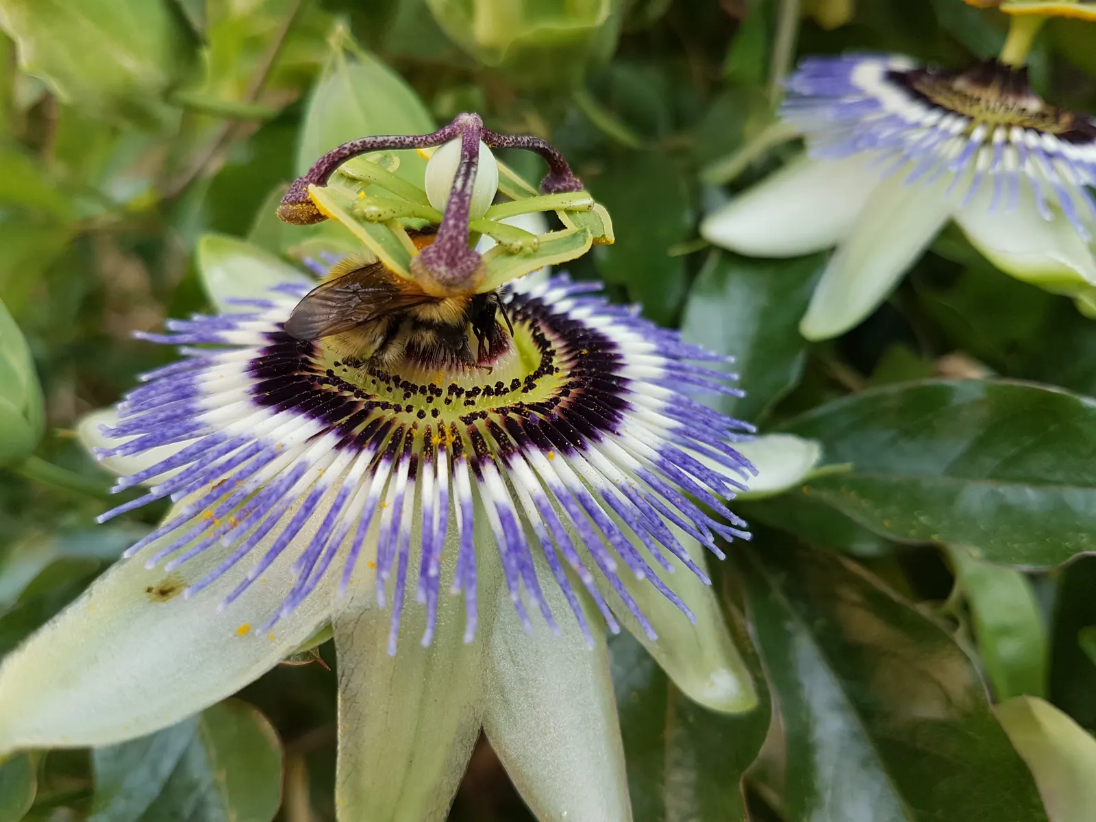 Passion Fruit (Passiflora Edulis) — It requires a sturdy trellis for support and can provide a tropical feel to landscapes; it boasts intricate, image 50