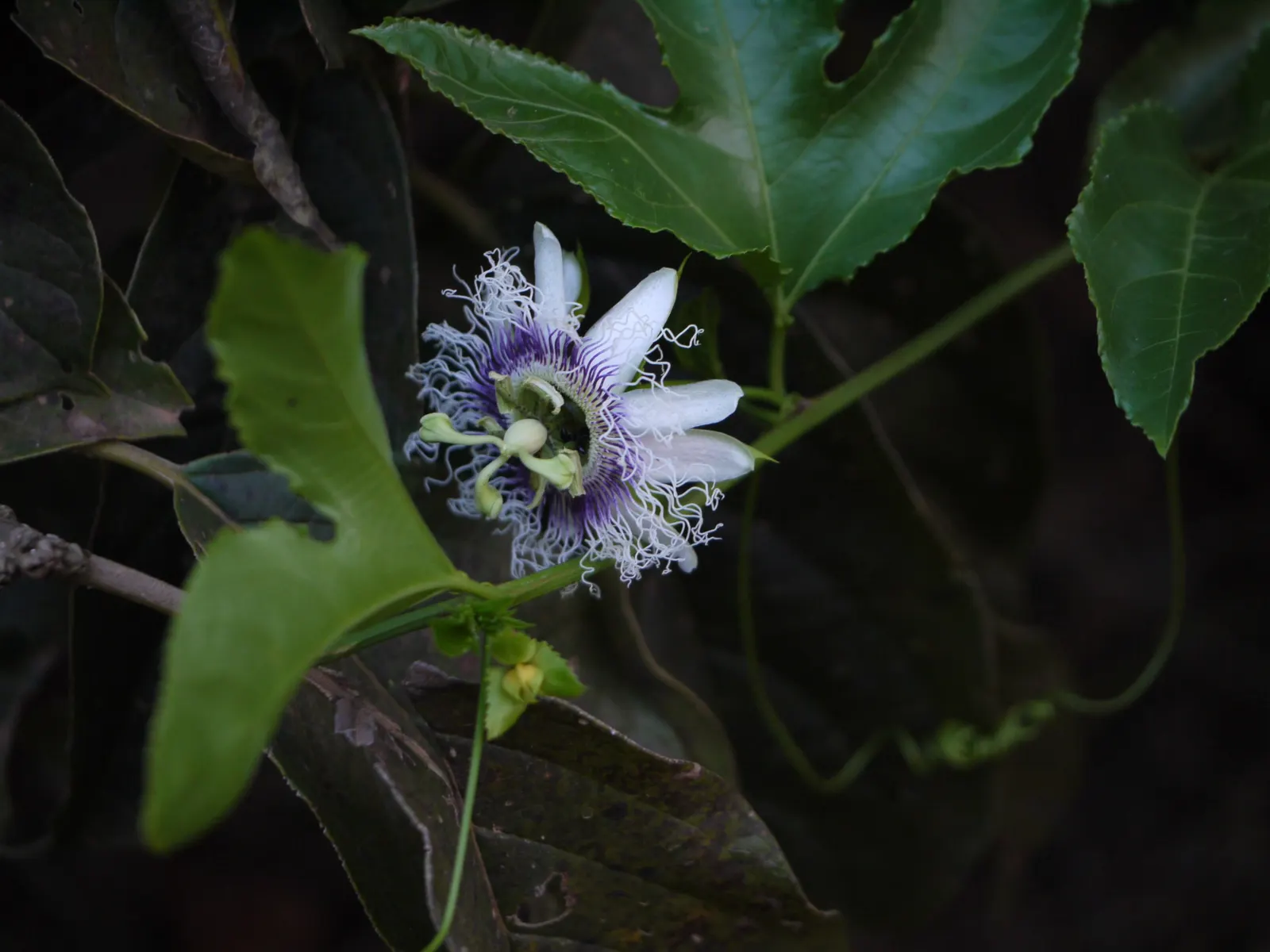 Passion Fruit (Passiflora Edulis) — generally weighing between 1 to 2 ounces; preferring well-drained soil, image 65