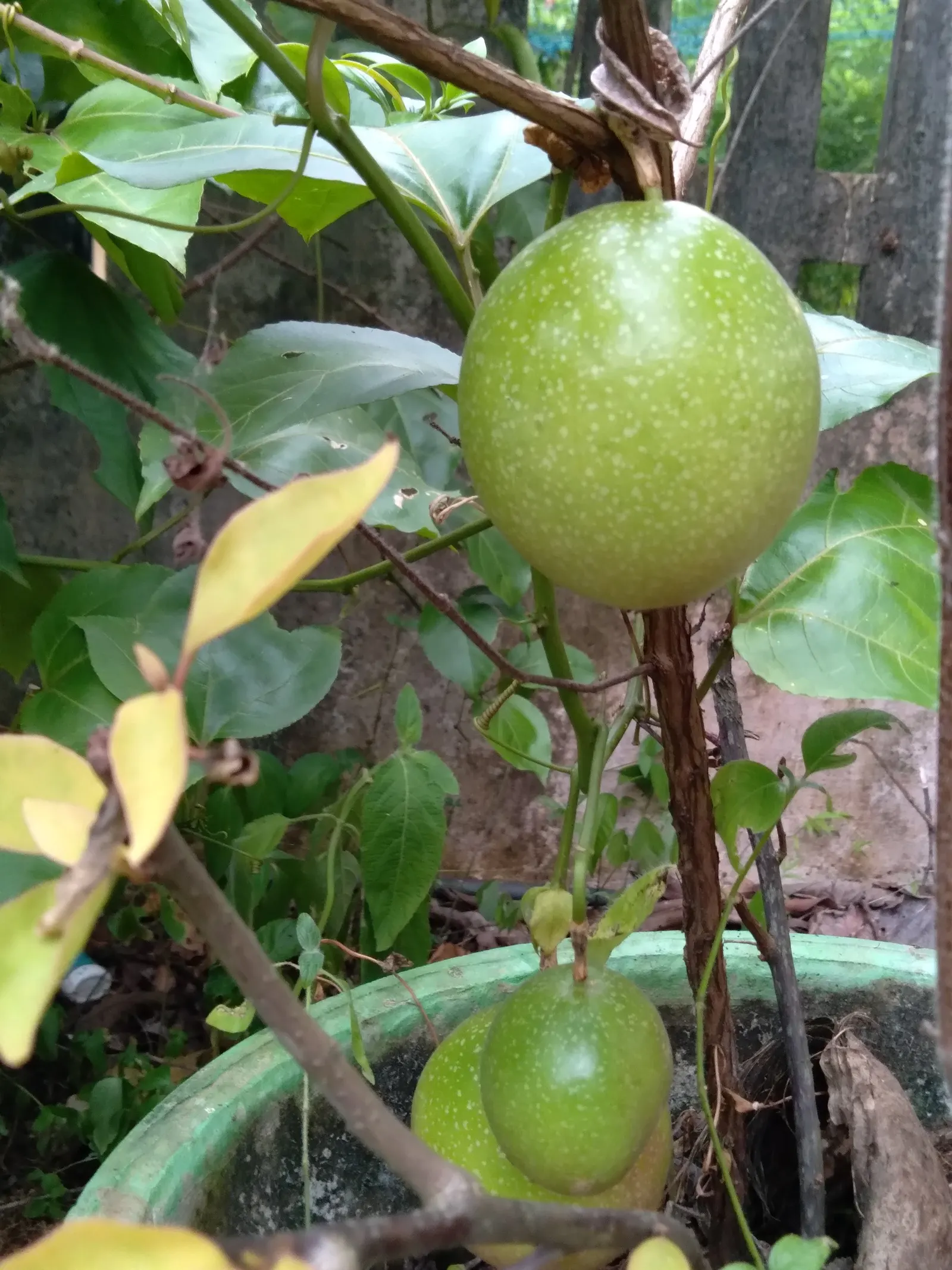 Passion Fruit (Passiflora Edulis) — vine with multi-colored and purple blooms; feature a base color of white or pale green, image 91