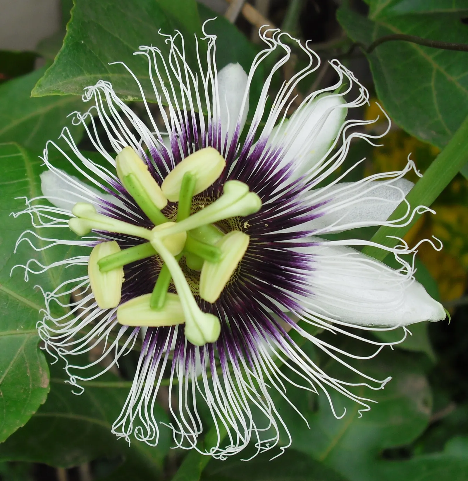 Passion Fruit (Passiflora Edulis) — It requires a sturdy trellis for support and can provide a tropical feel to landscapes