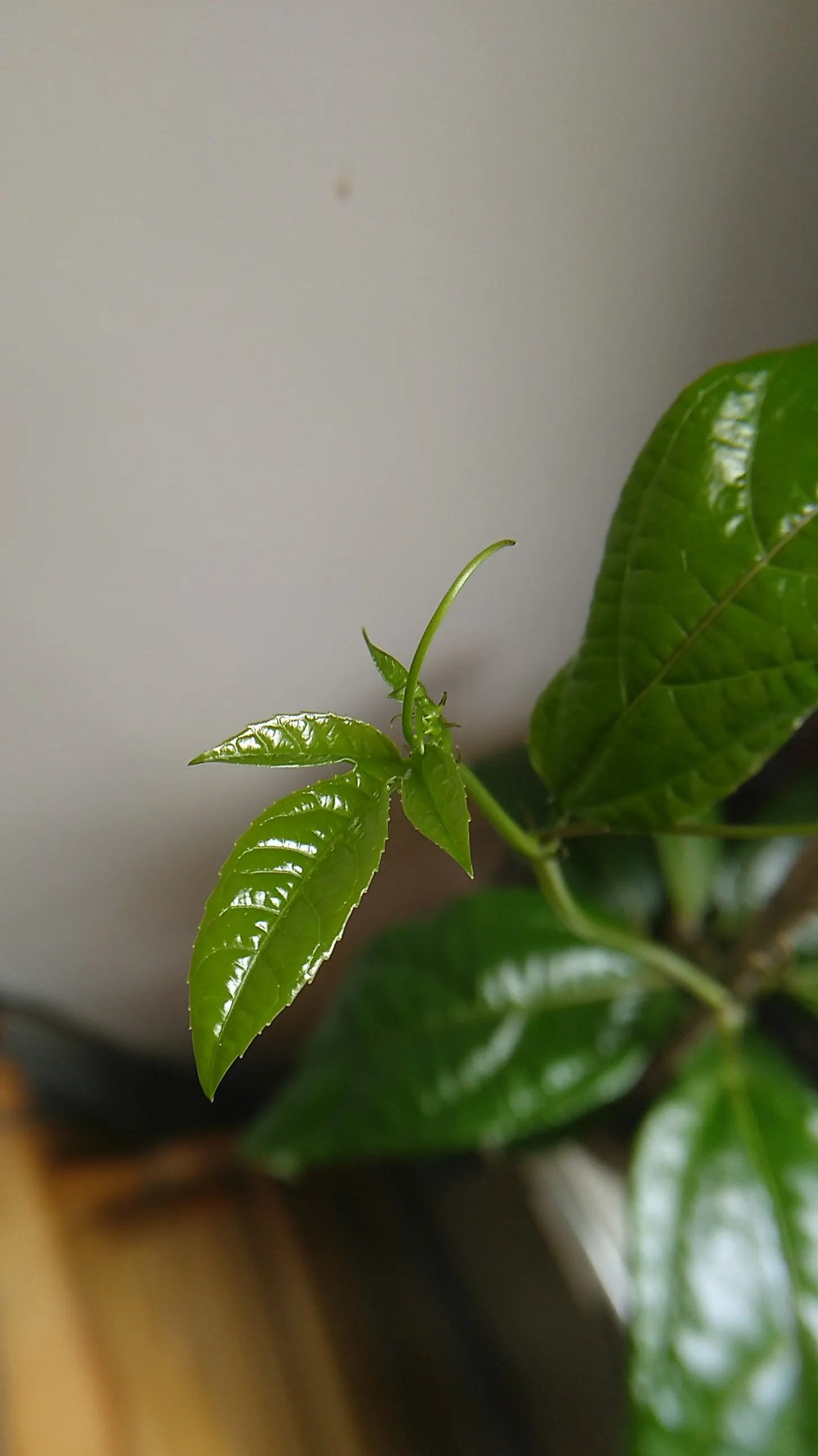 Passion Fruit (Passiflora Edulis) — USDA zones 9-11 are ideal for growth; reaching a flexible spread of 15 to 20 feet, image 51