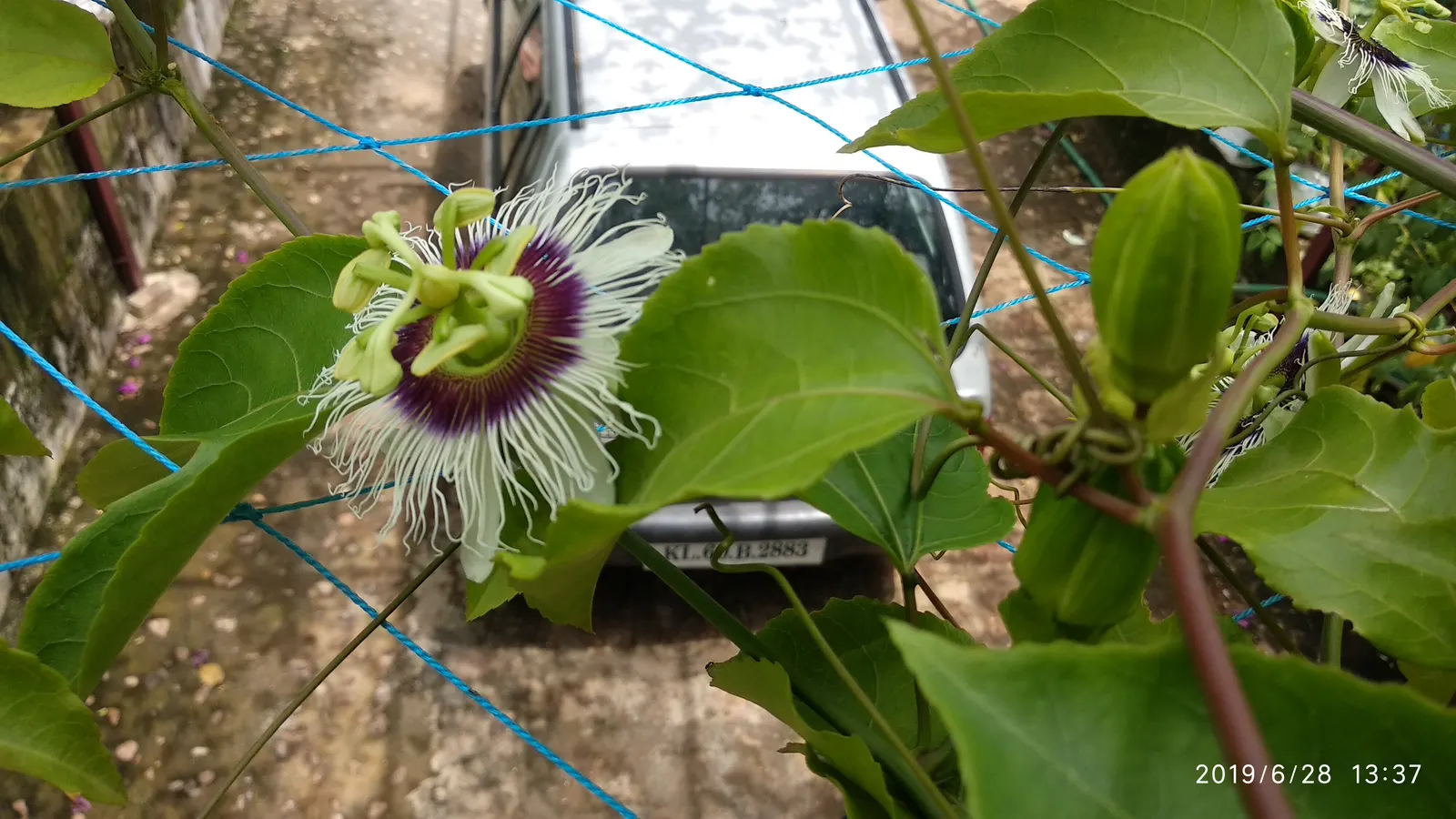 Passion Fruit (Passiflora Edulis) — It boasts intricate purple and white flowers, measuring up to 3 inches across; serving as a lush backdrop for, image 94