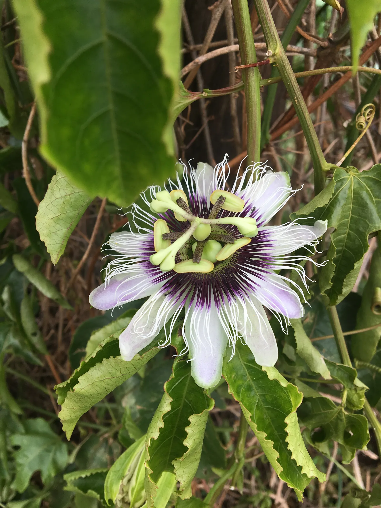 Passion Fruit (Passiflora Edulis) — It requires a sturdy trellis for support and can provide a tropical feel to landscapes; it boasts intricate, image 96