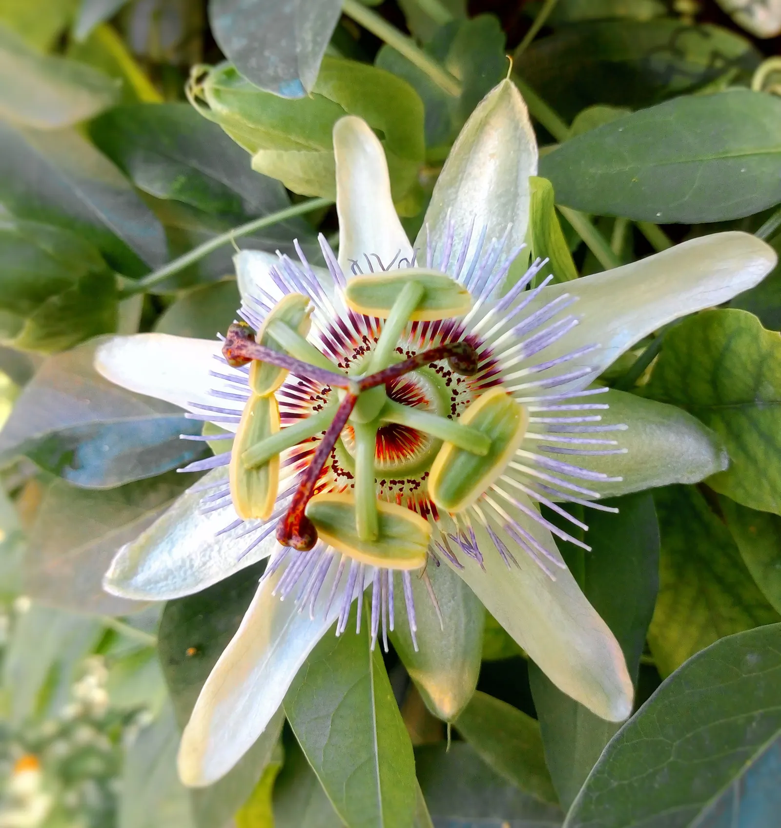 Passion Fruit (Passiflora Edulis) — This perennial prefers a sunny spot with well-drained soil and reaches up to 20 feet; the fruits turn from, image 49