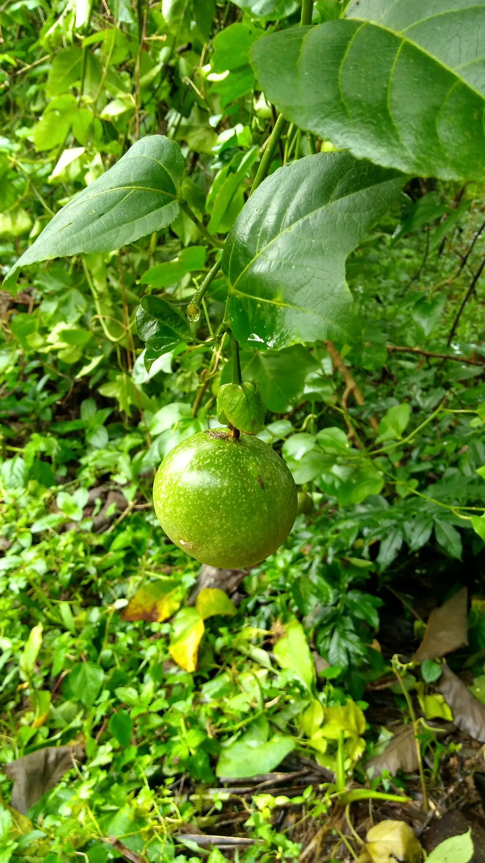 Passion Fruit (Passiflora Edulis) — the fruits turn from green to deep purple or yellow when ripe; this vigorous climber can swiftly cover fences, image 64
