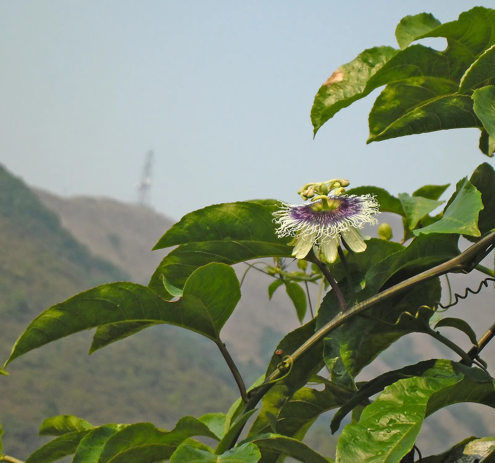 Passion Fruit (Passiflora Edulis) — USDA zones 9-11 are ideal for growth