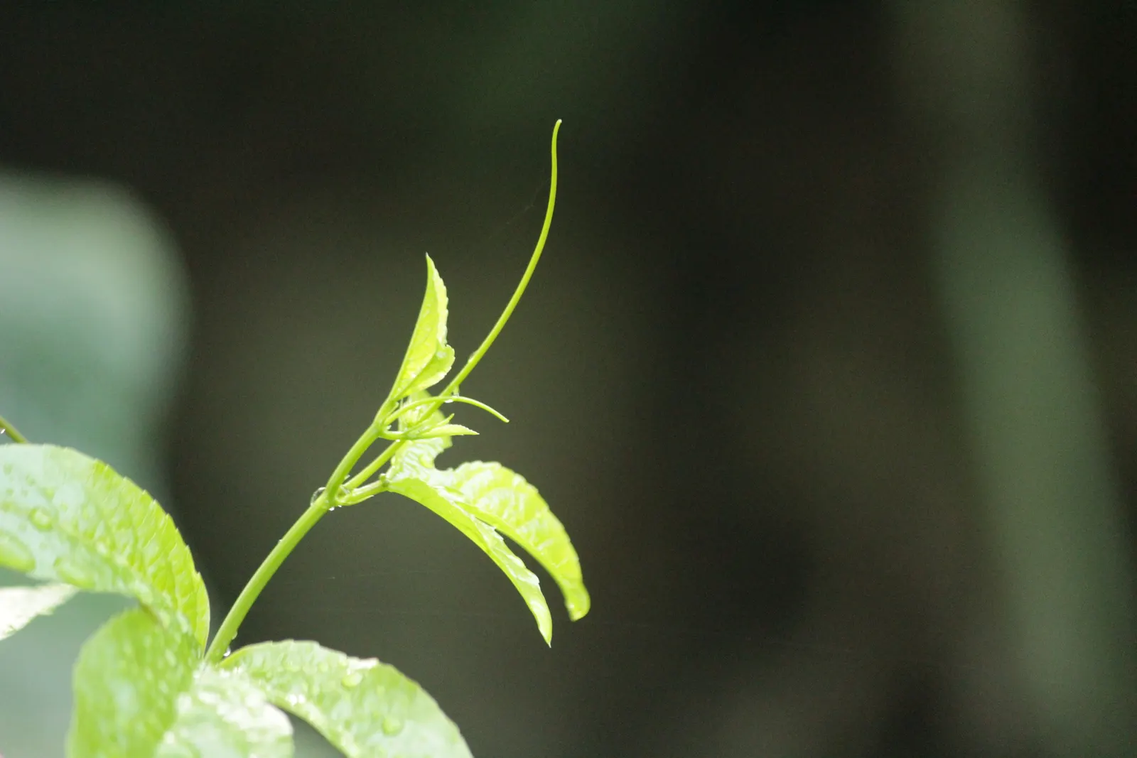 Passion Fruit (Passiflora Edulis) — It requires a sturdy trellis for support and can provide a tropical feel to landscapes; it boasts intricate purple and