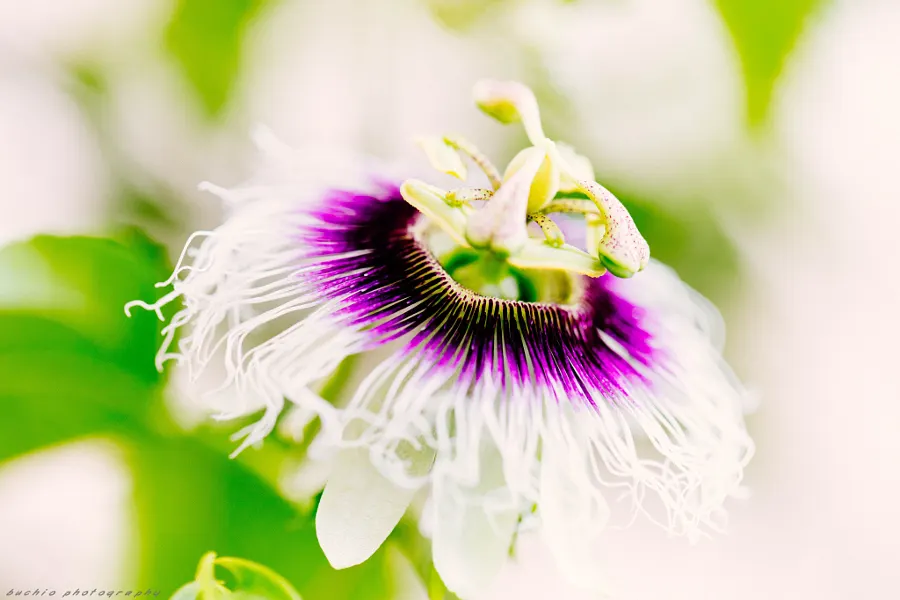 Passion Fruit (Passiflora Edulis) — feature a base color of white or pale green; generally weighing between 1 to 2 ounces, image 82