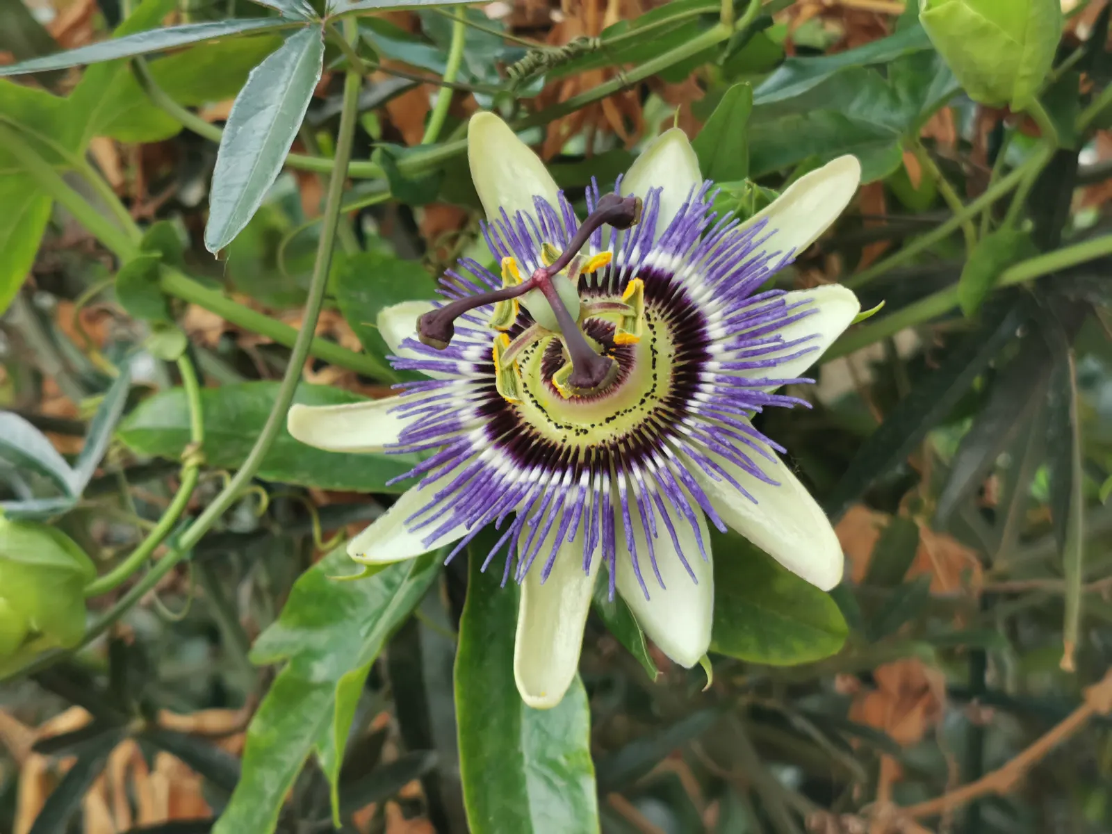 Passion Fruit (Passiflora Edulis) — The plant requires regular watering to establish, but once mature, it becomes more drought-tolerant; ranging from 1.5 to 3
