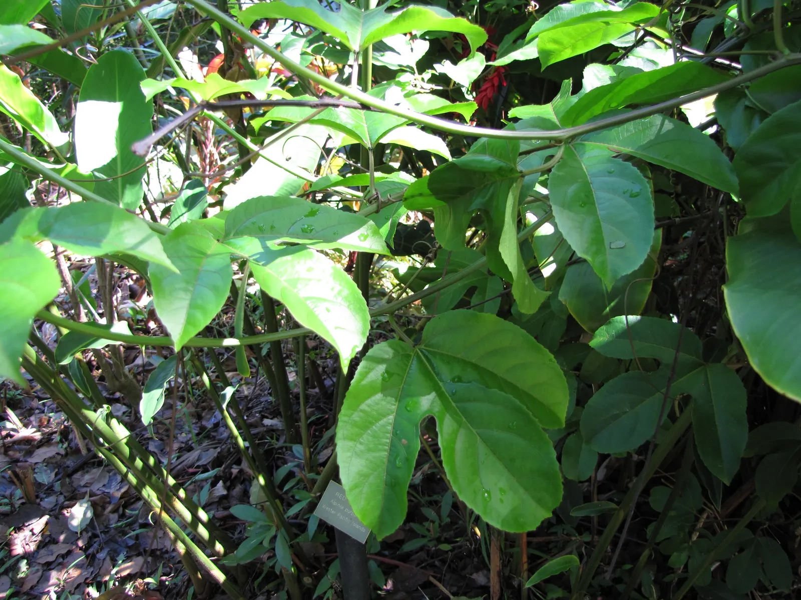 Passion Fruit (Passiflora Edulis) — It boasts intricate purple and white flowers, measuring up to 3 inches across; serving as a lush backdrop for the complex