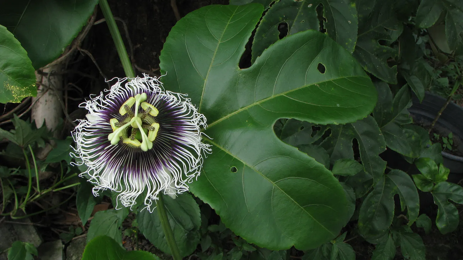 Passion Fruit (Passiflora Edulis) — serving as a lush backdrop for the complex; uSDA zones 9-11 are ideal for growth, image 80