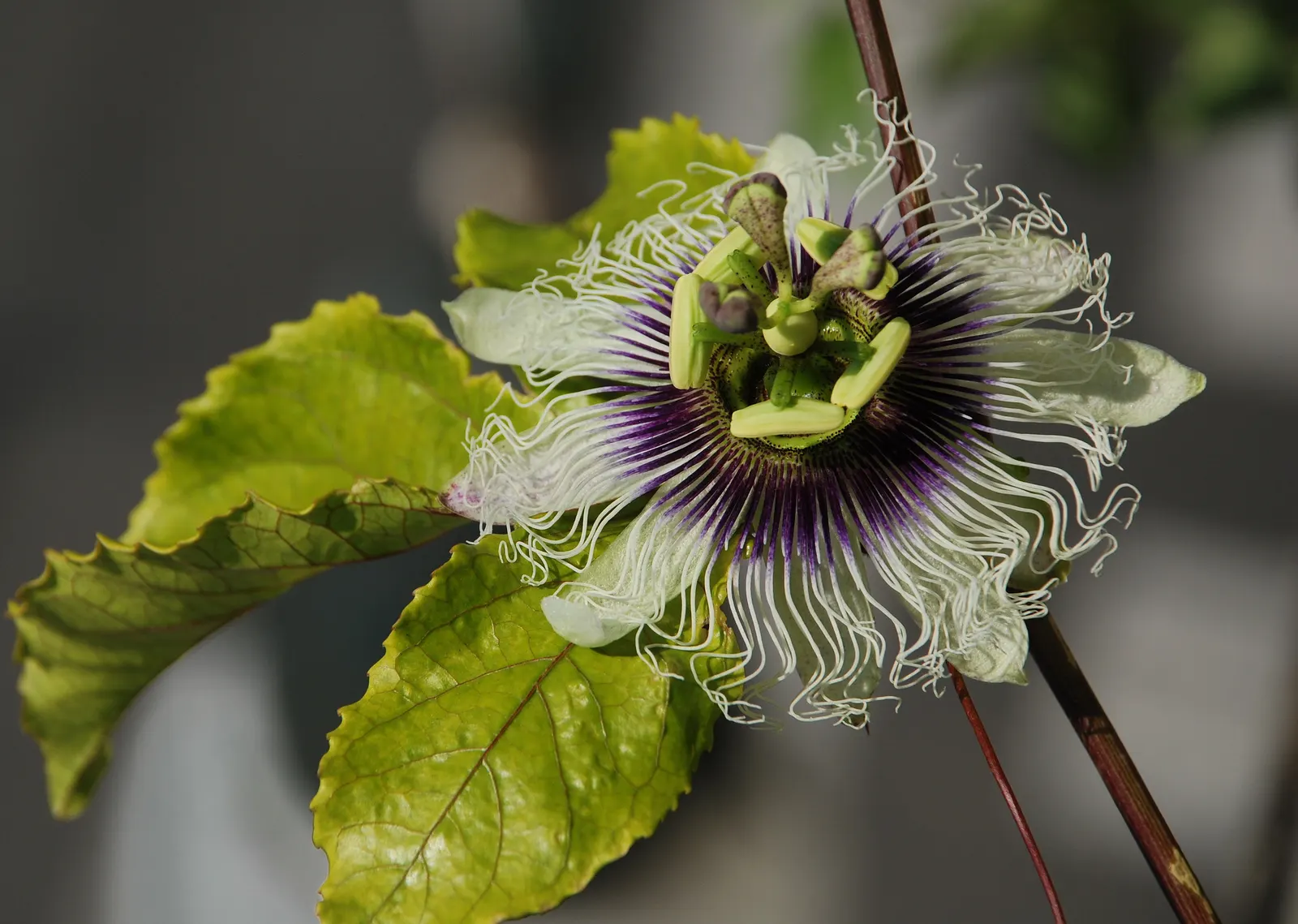 Passion Fruit (Passiflora Edulis) — Passion Fruit thrives in full sun to partial shade; this perennial prefers a sunny spot with well-drained soil and reaches